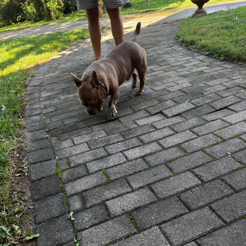 Enlarge Bear, a Adoptable American Bully in Huber Heights, OH image 3/5