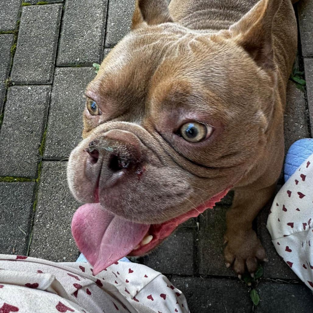 Enlarge Bear, a Adoptable American Bully in Huber Heights, OH image 4/5