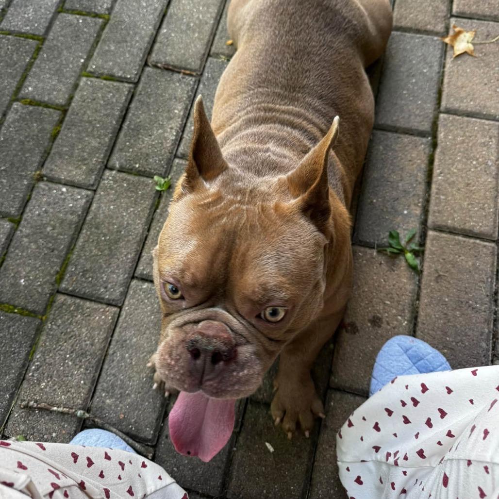 Enlarge Bear, a Adoptable American Bully in Huber Heights, OH image 5/5