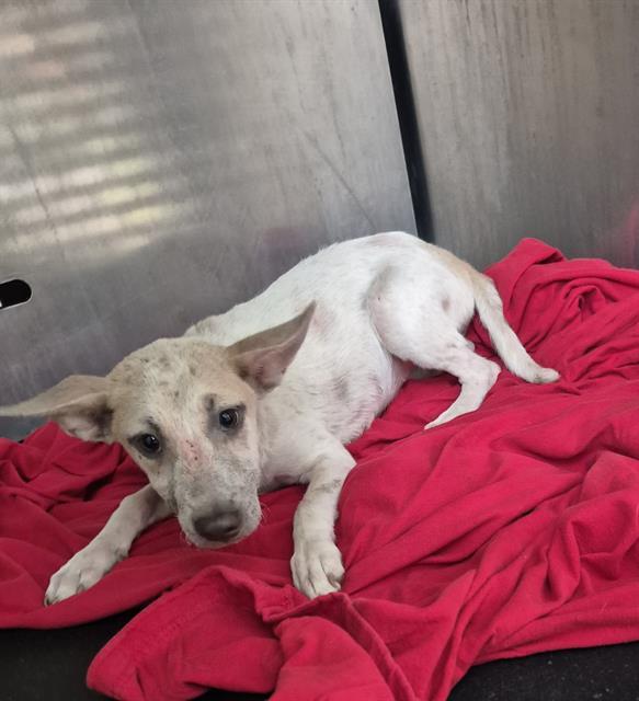 NICKI, Adoptable, Young Female Labrador Retriever.