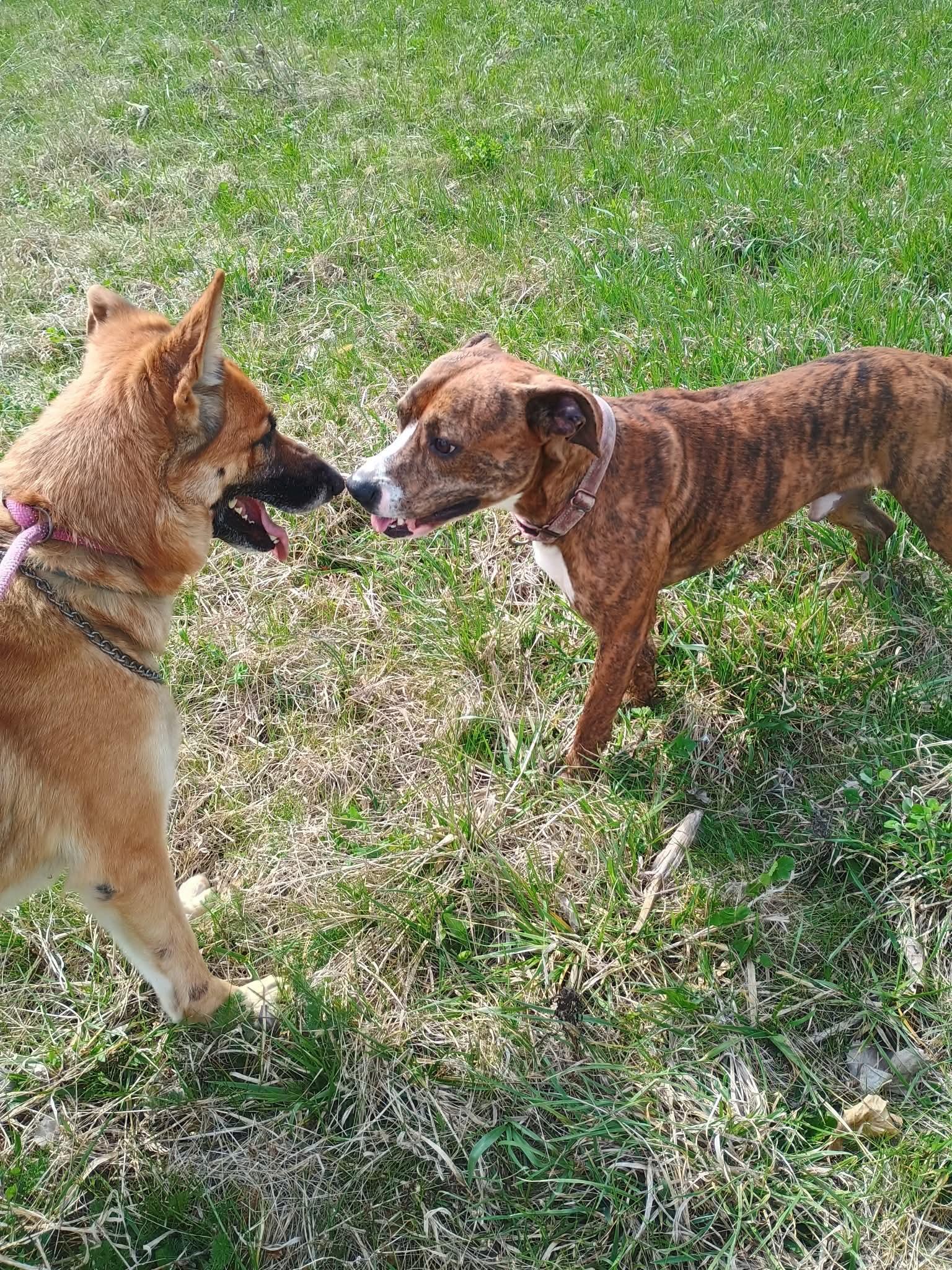 Enlarge Story , a ADOPTABLE German Shepherd Dog in Liberty, IN image 1/4