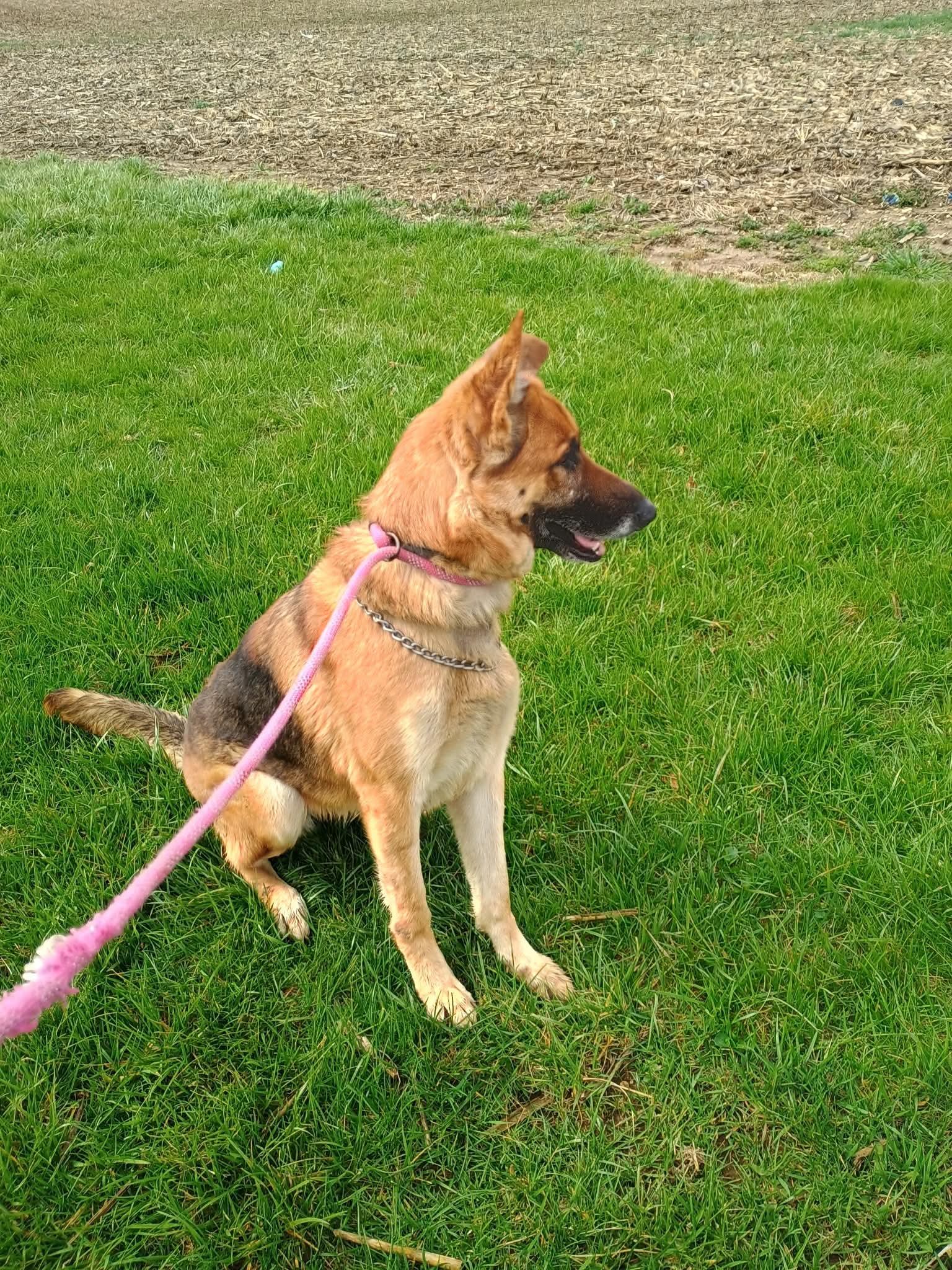 Enlarge Story , a ADOPTABLE German Shepherd Dog in Liberty, IN image 2/4