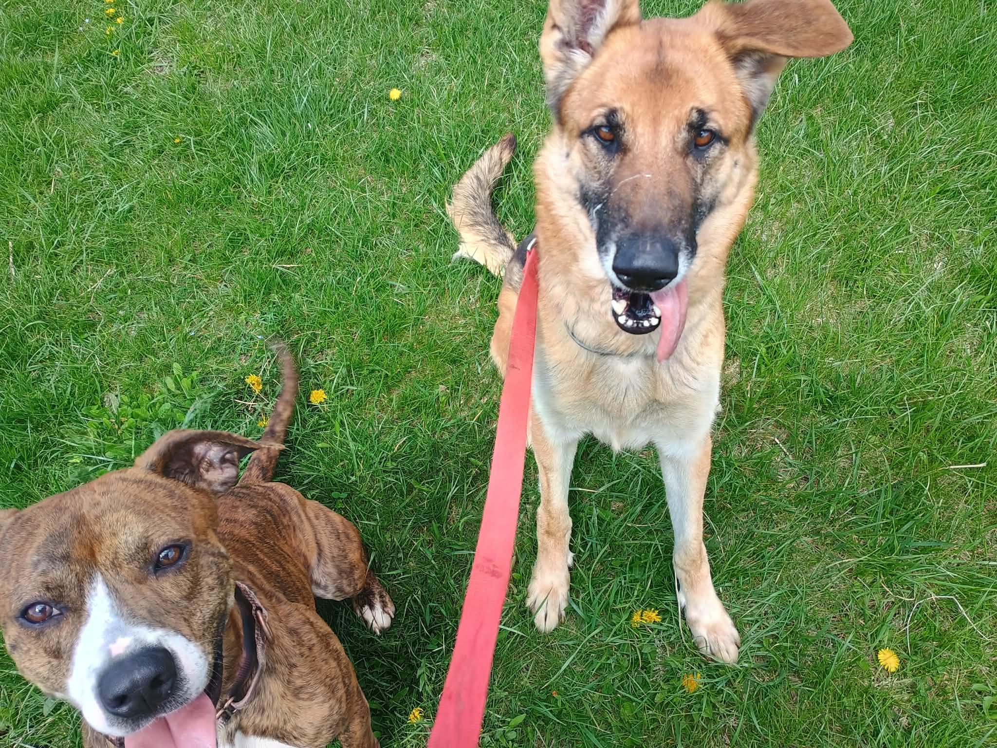 Enlarge Story , a ADOPTABLE German Shepherd Dog in Liberty, IN image 4/4