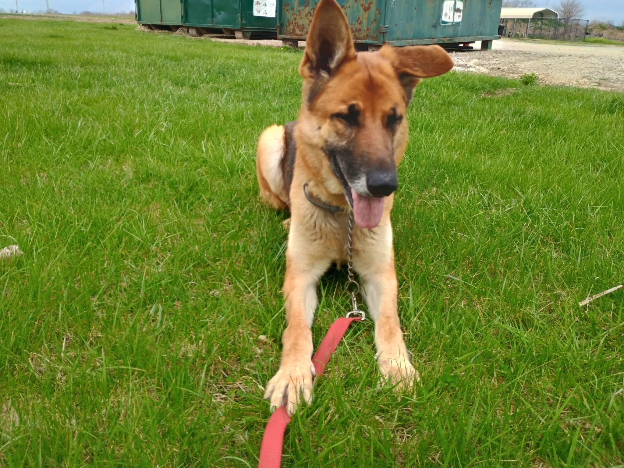 Enlarge Story , a ADOPTABLE German Shepherd Dog in Liberty, IN image 3/4