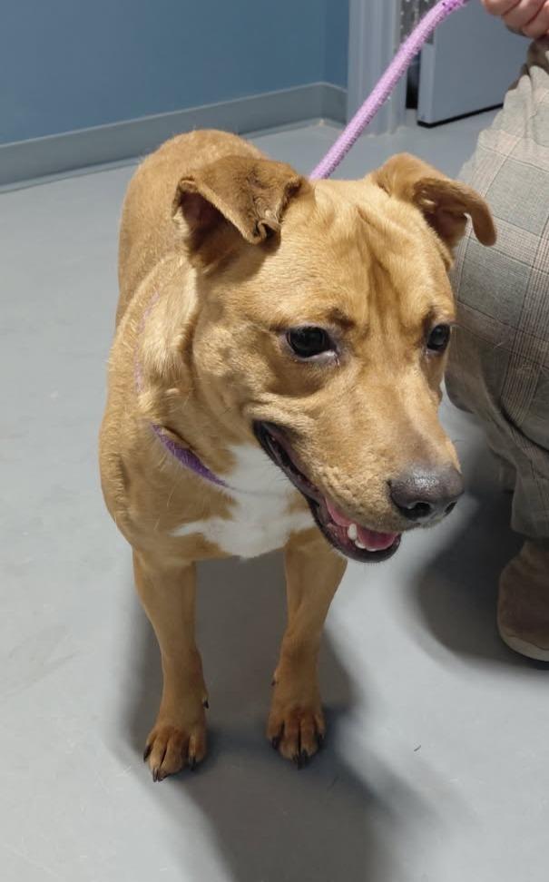 Smokey-in a foster home