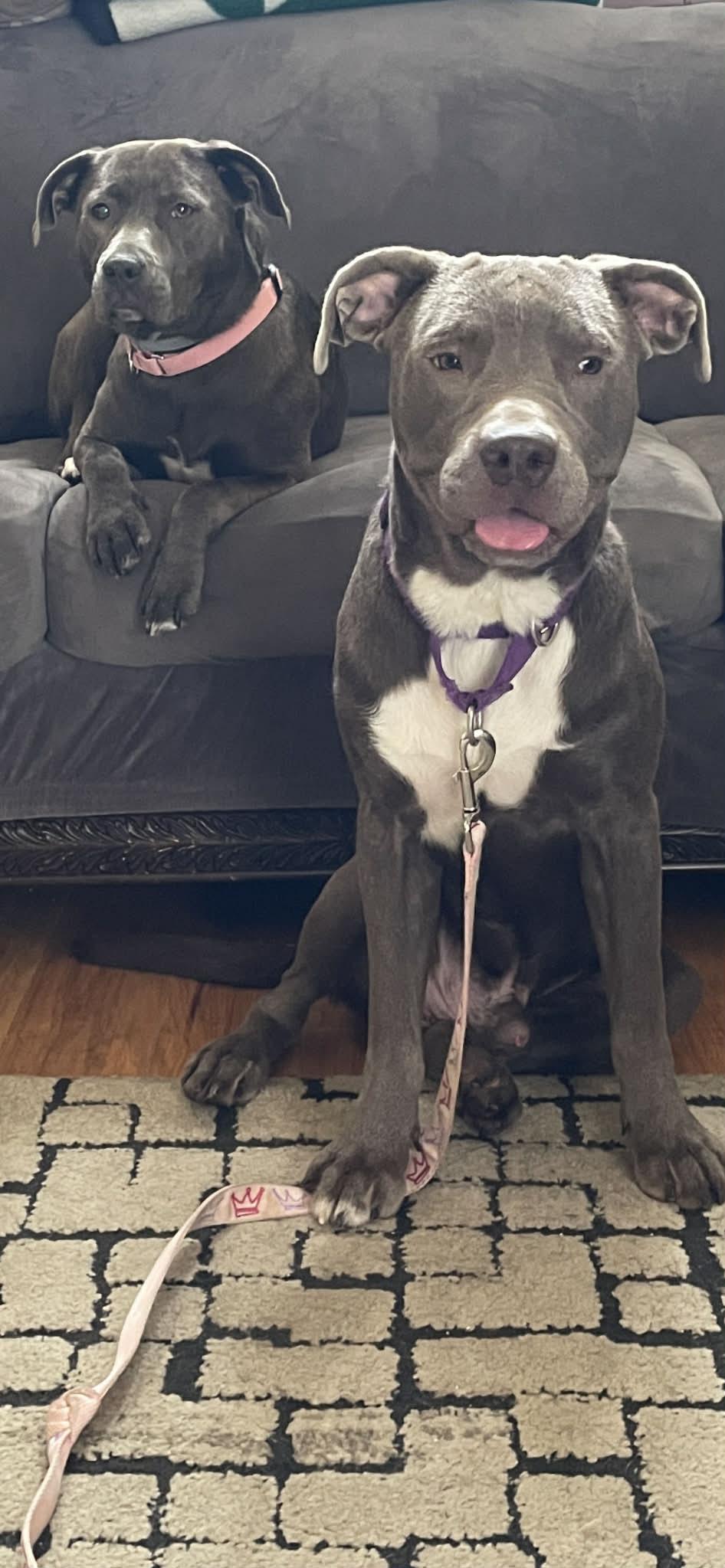 Scooby, Adoptable, Young Male Labrador Retriever.