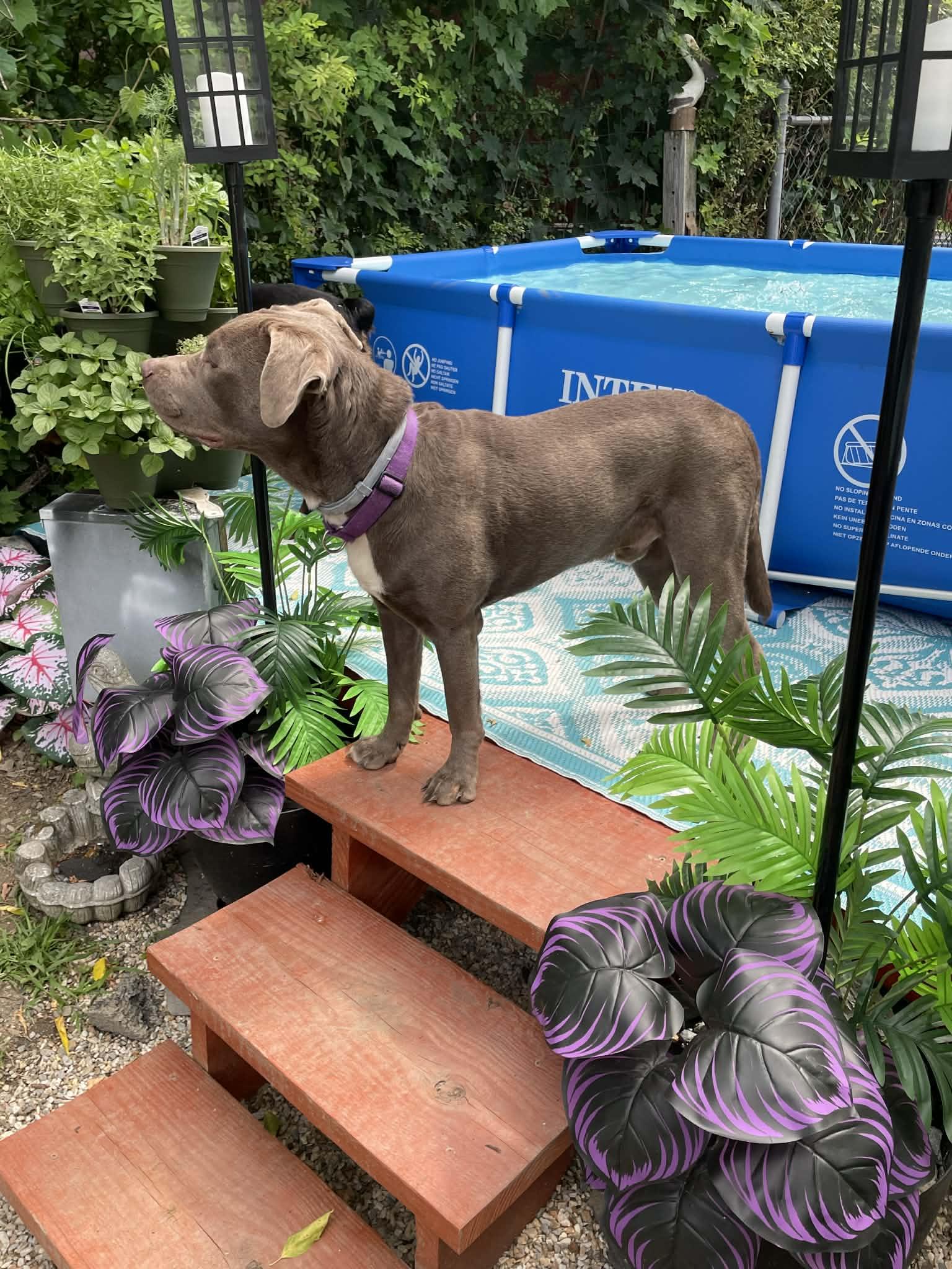 Scooby, a Adoptable mixed breed in Saratoga Springs, NY image 2/5