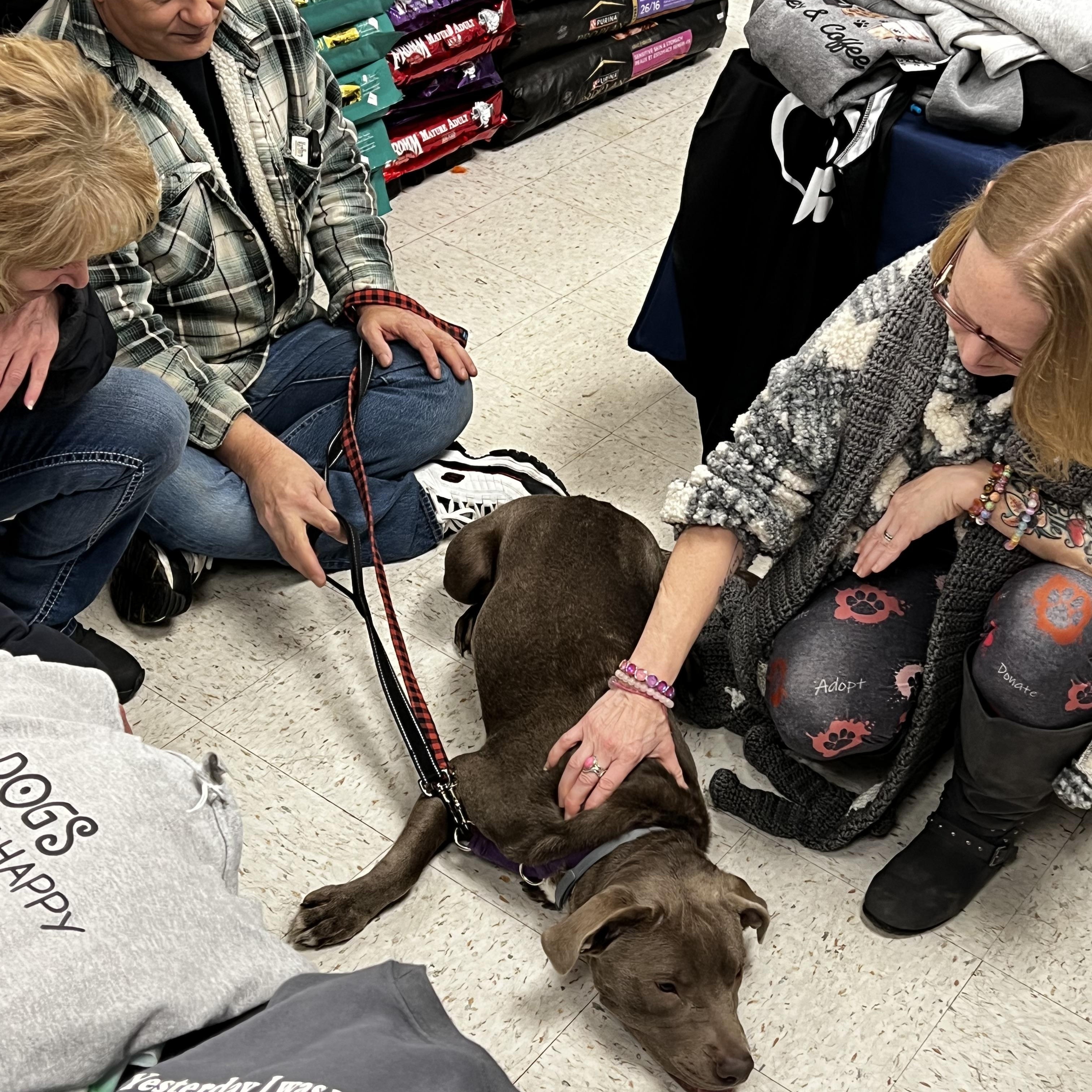Enlarge Scooby, a Adoptable mixed breed in Saratoga Springs, NY image 5/5