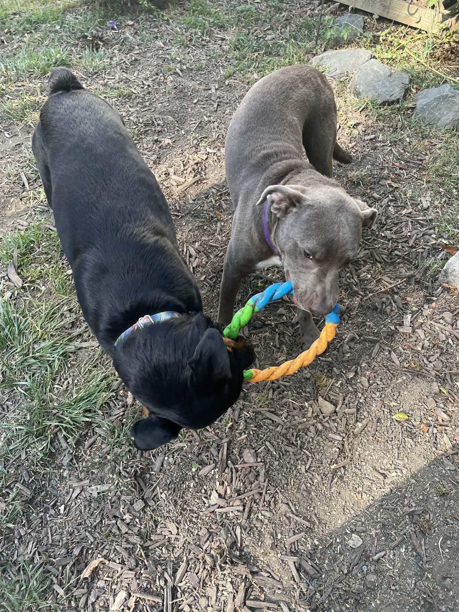 Scooby, a Adoptable mixed breed in Saratoga Springs, NY image 3/5