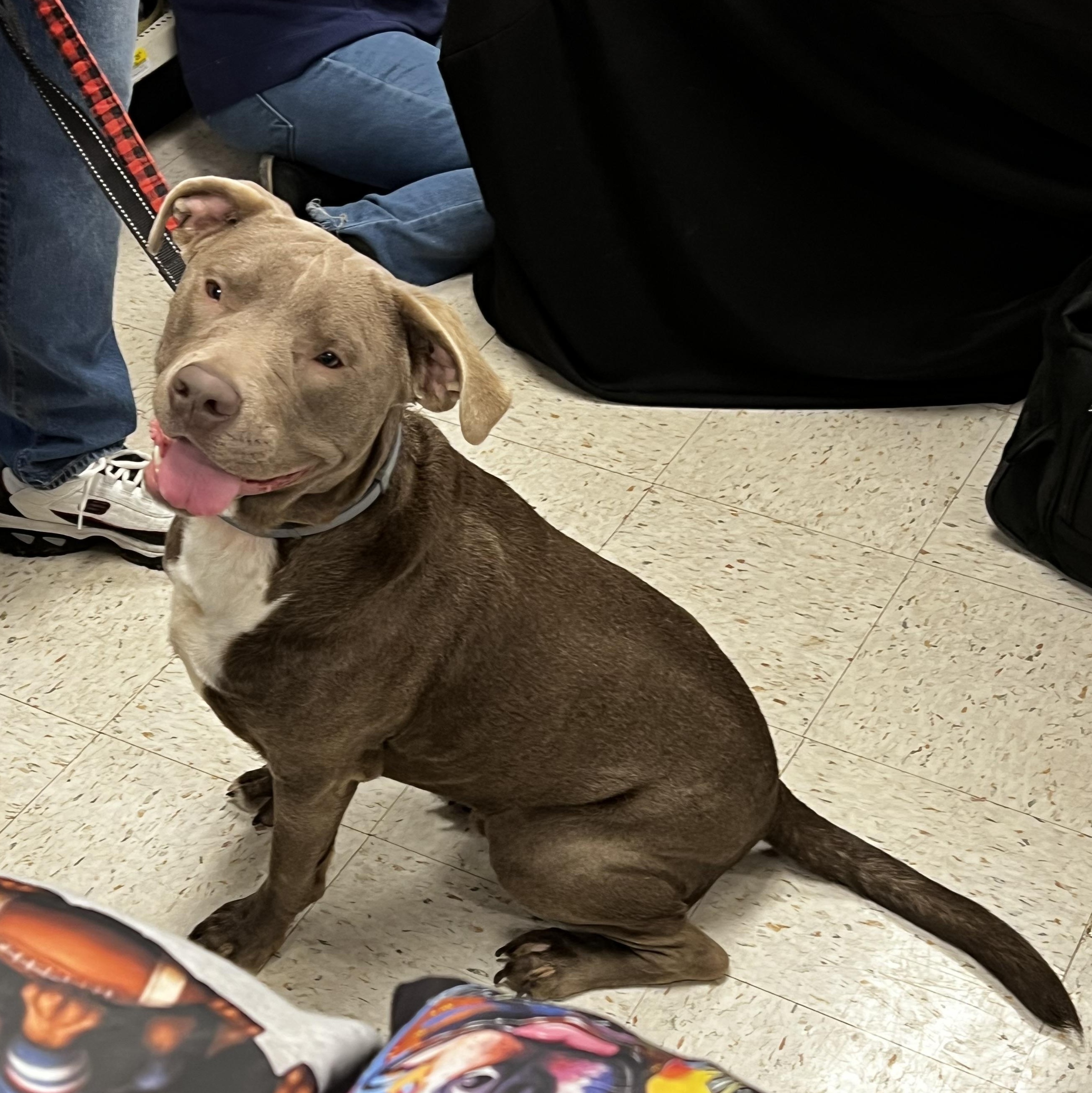 Enlarge Scooby, a Adoptable mixed breed in Saratoga Springs, NY image 4/5