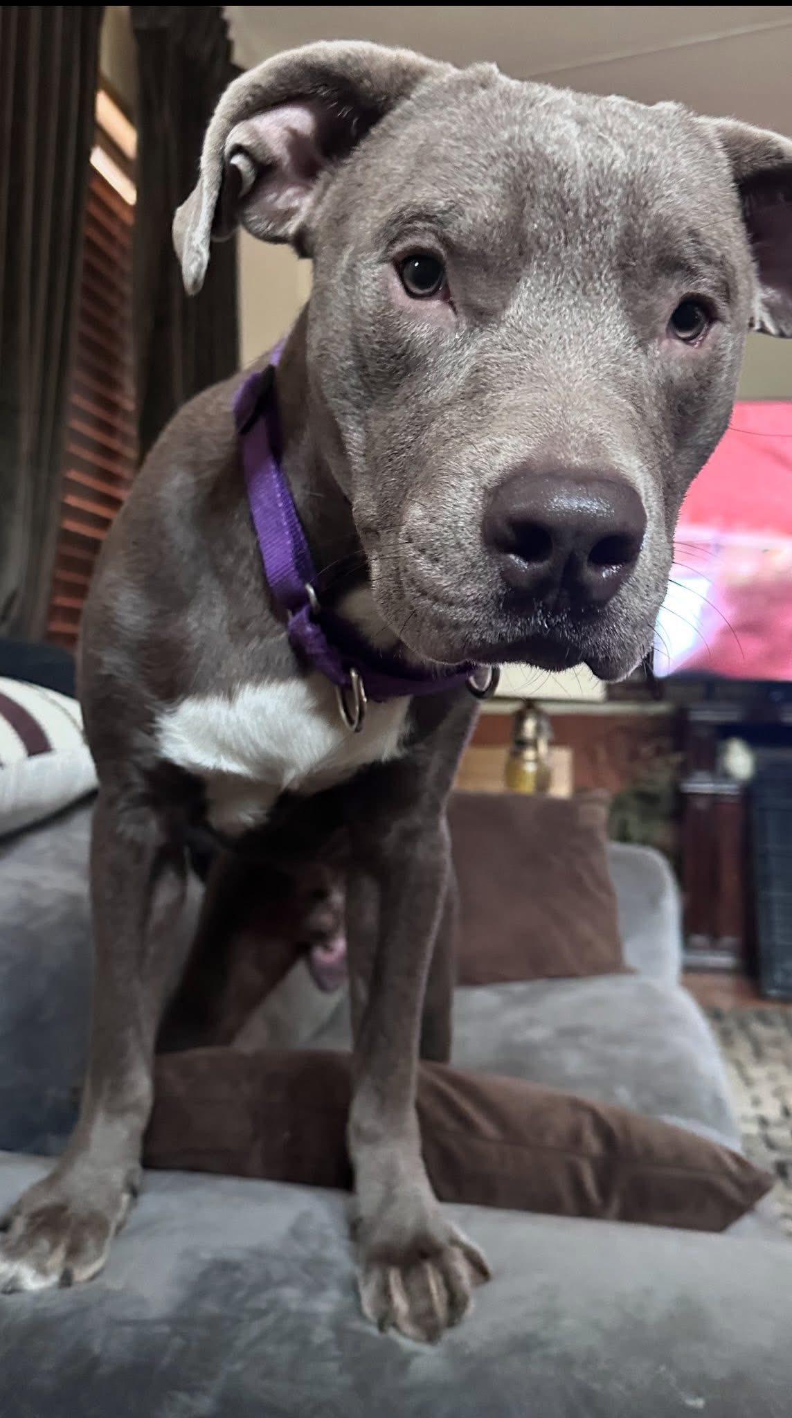 Scooby, a Adoptable mixed breed in Saratoga Springs, NY image 4/5