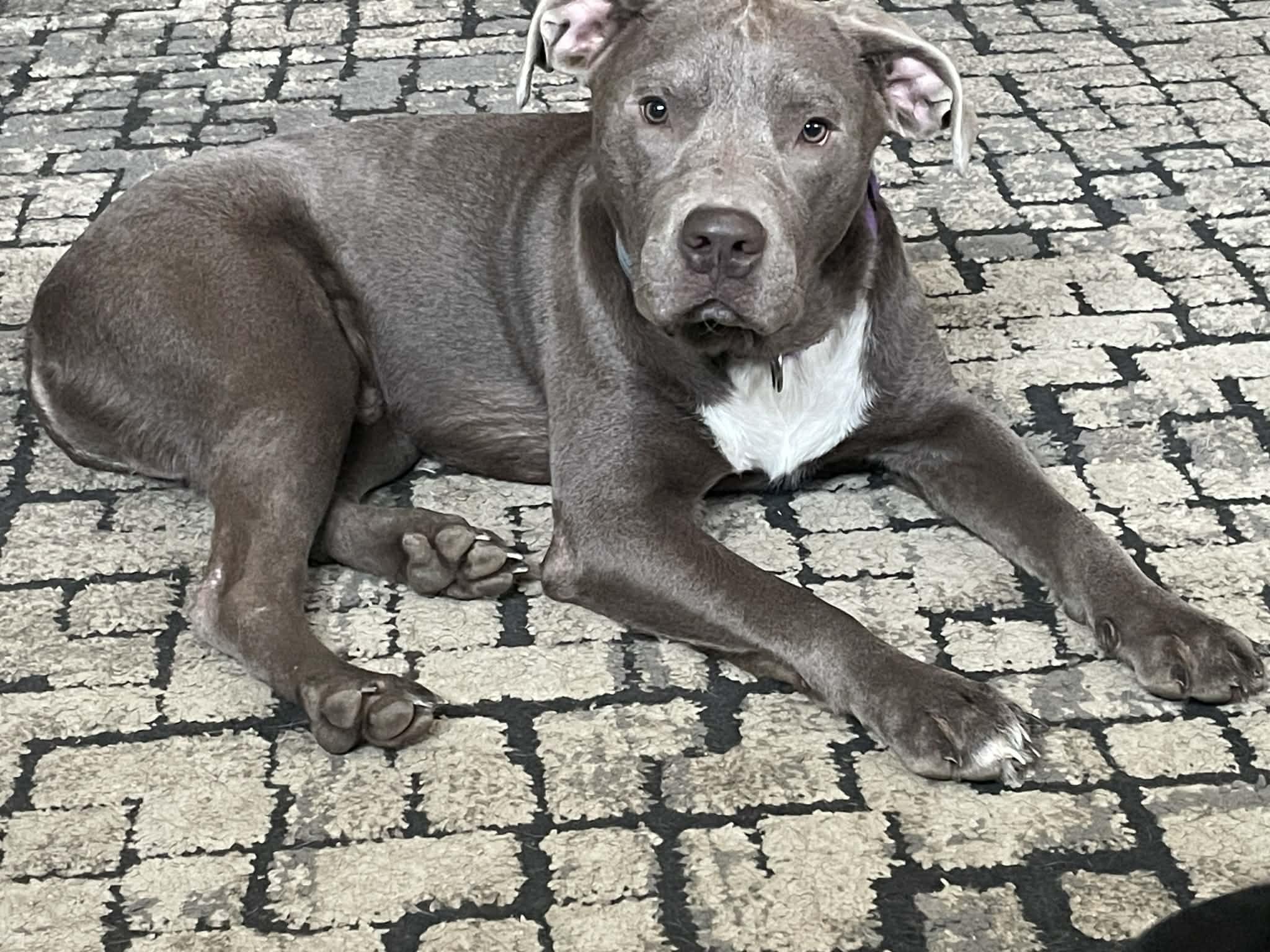 Scooby, a Adoptable mixed breed in Saratoga Springs, NY image 5/5