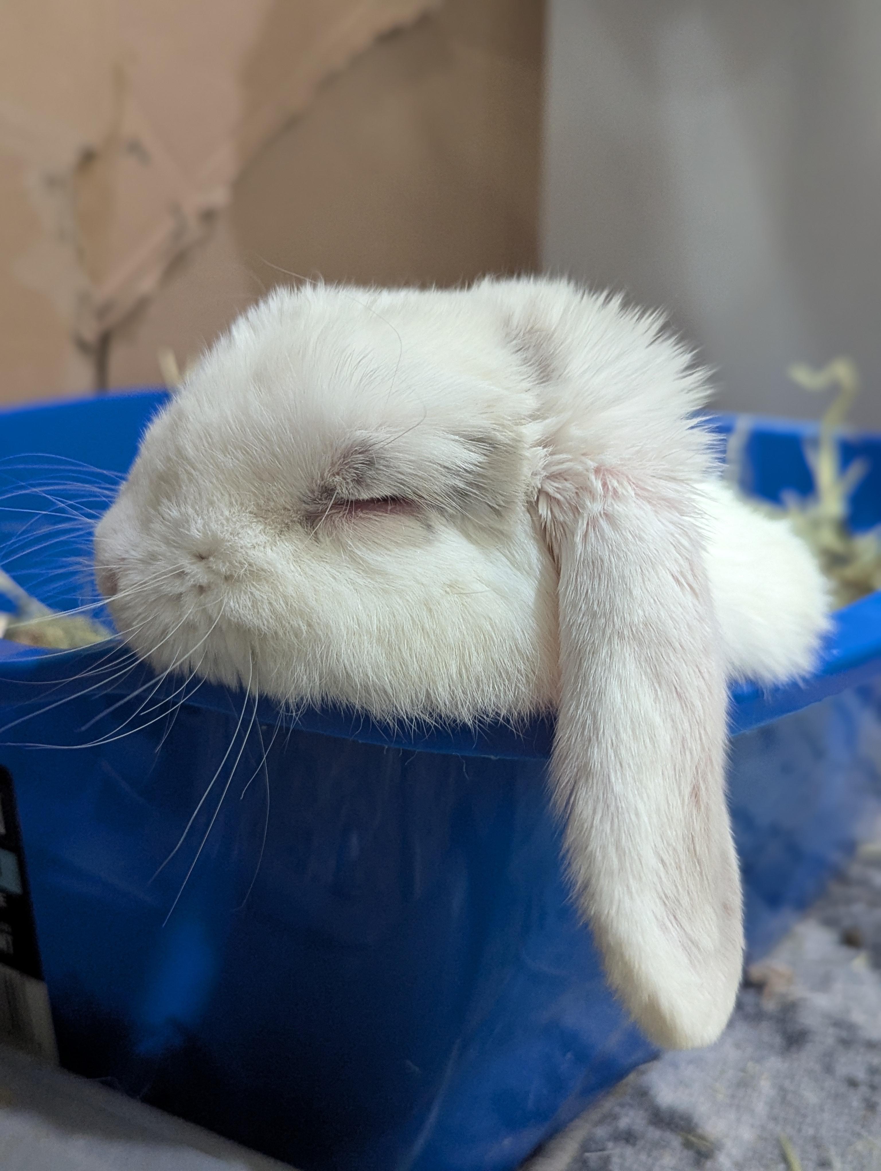 Enlarge CRICKET (TRIPOD), a Adoptable Lop Eared in Forest Hills, NY image 4/6