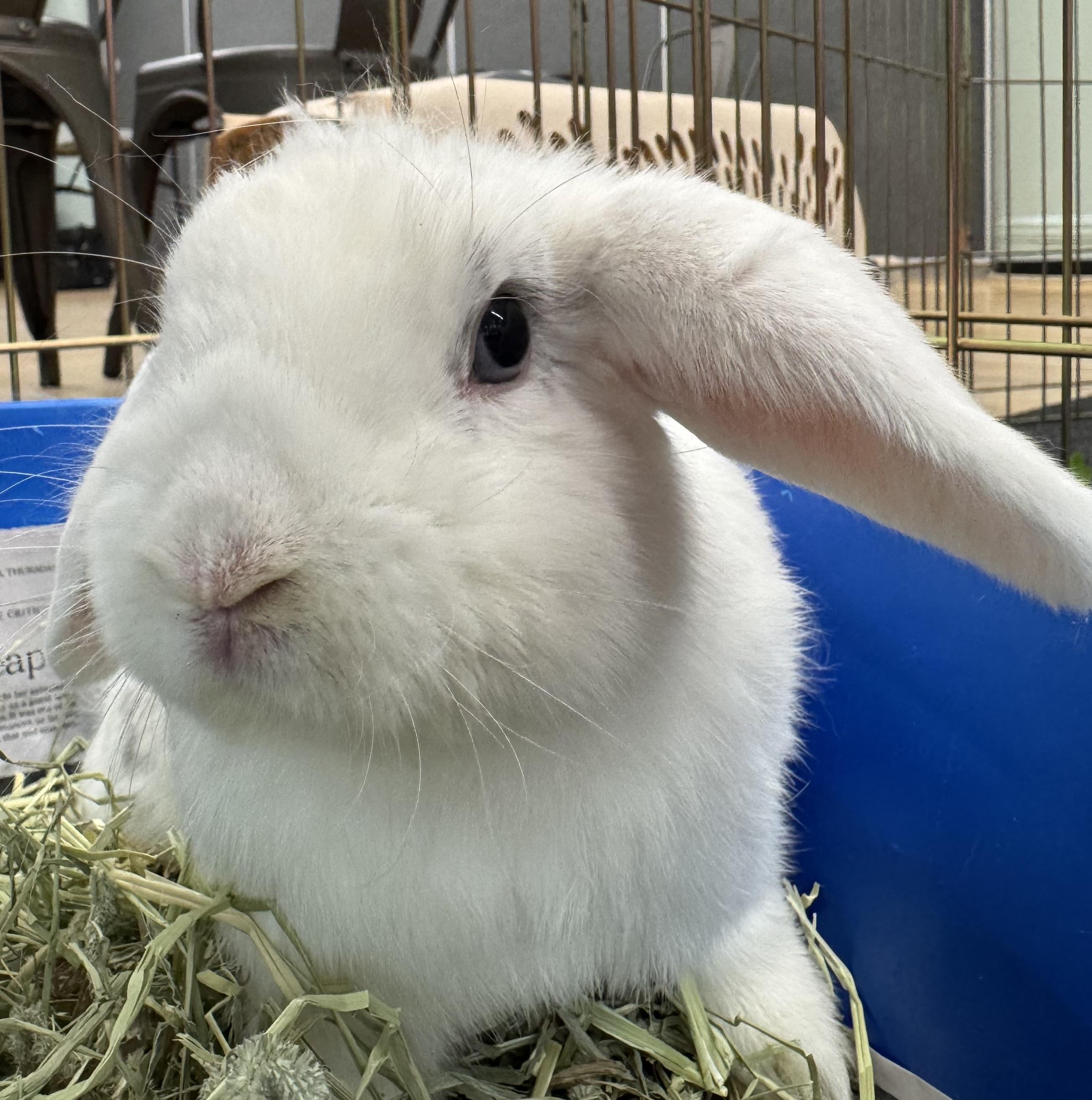 Enlarge CRICKET (TRIPOD), a Adoptable Lop Eared in Forest Hills, NY image 2/6