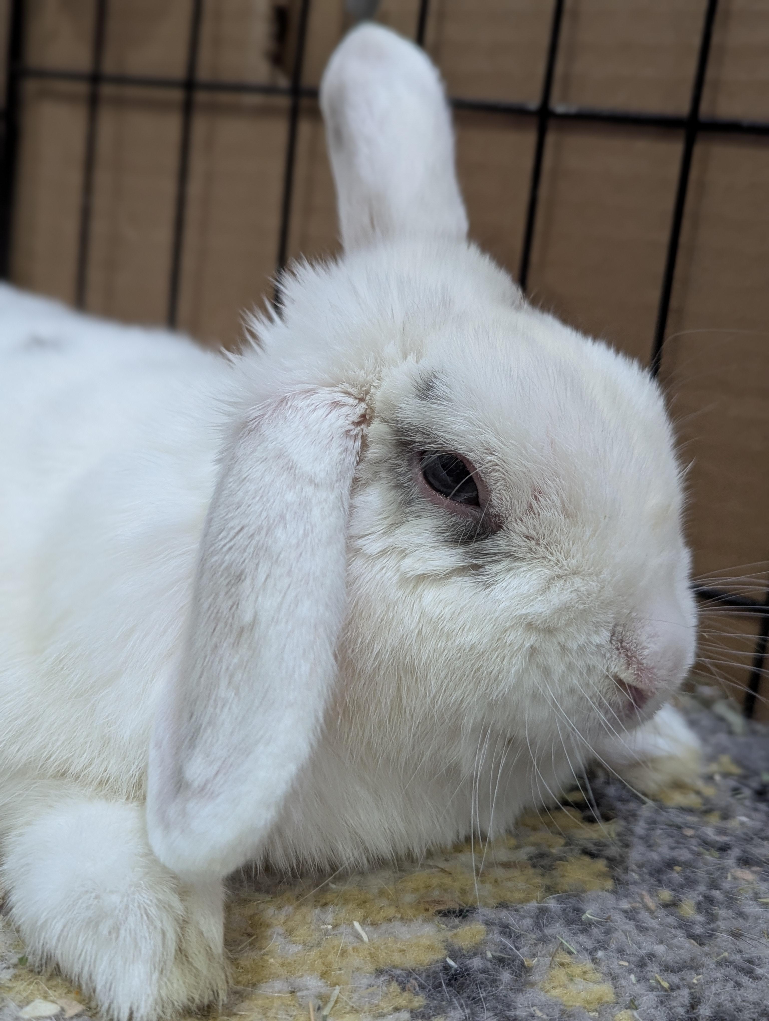 Enlarge CRICKET (TRIPOD), a Adoptable Lop Eared in Forest Hills, NY image 5/6