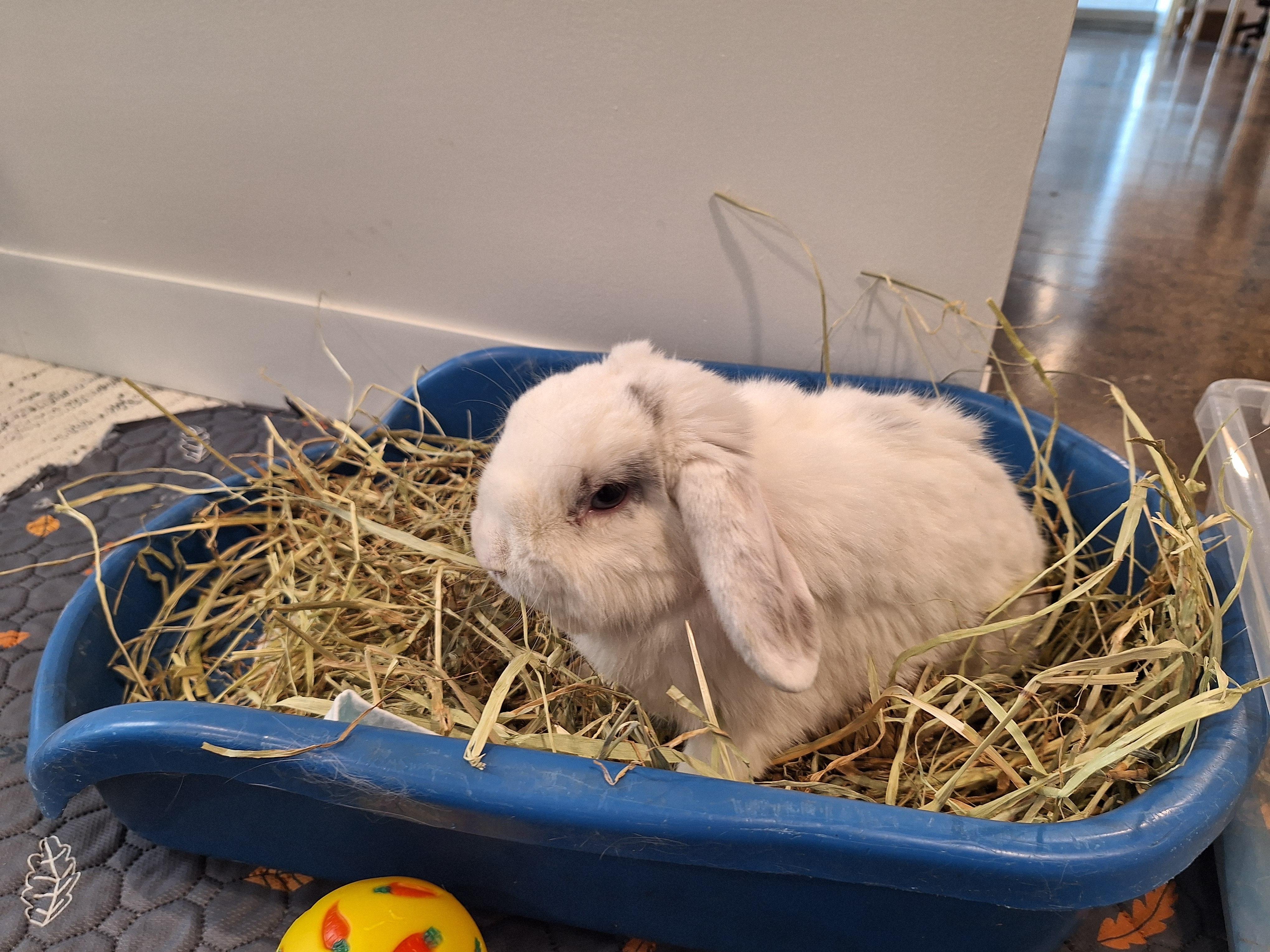 Enlarge CRICKET (TRIPOD), a Adoptable Lop Eared in Forest Hills, NY image 6/6