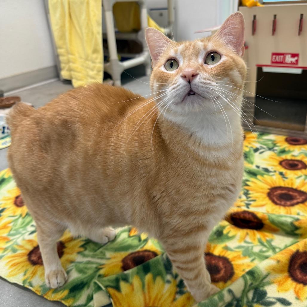 Lou E, Adoptable, Senior Male Domestic Short Hair.