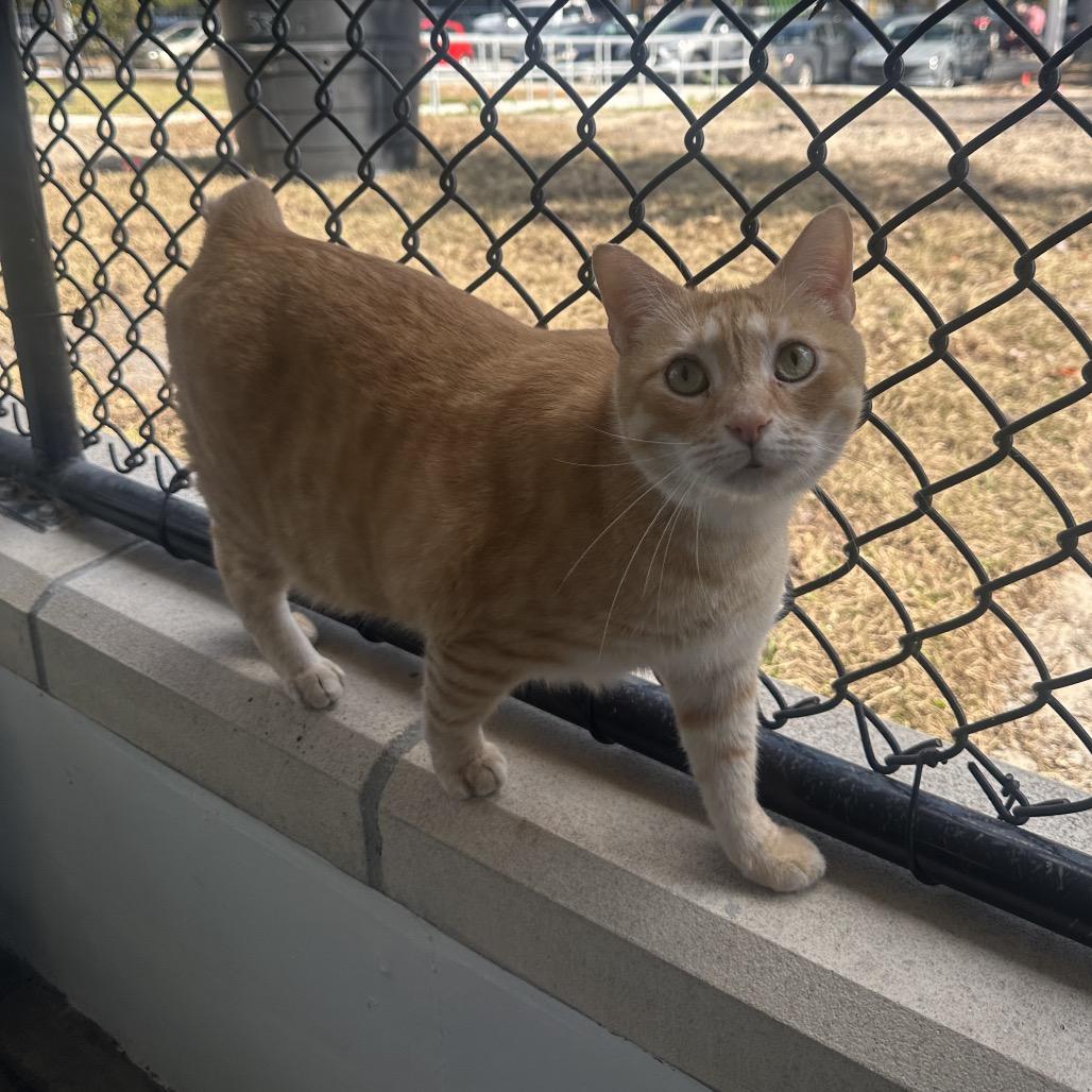 Lou E, a Adoptable Domestic Short Hair in Albuquerque, NM image 2/3