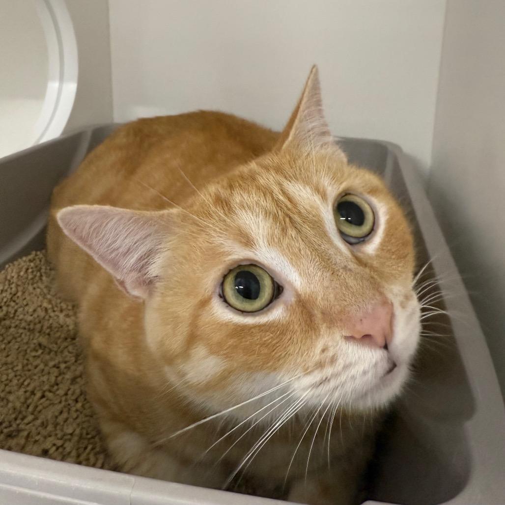 Lou E, a Adoptable Domestic Short Hair in Albuquerque, NM image 3/3