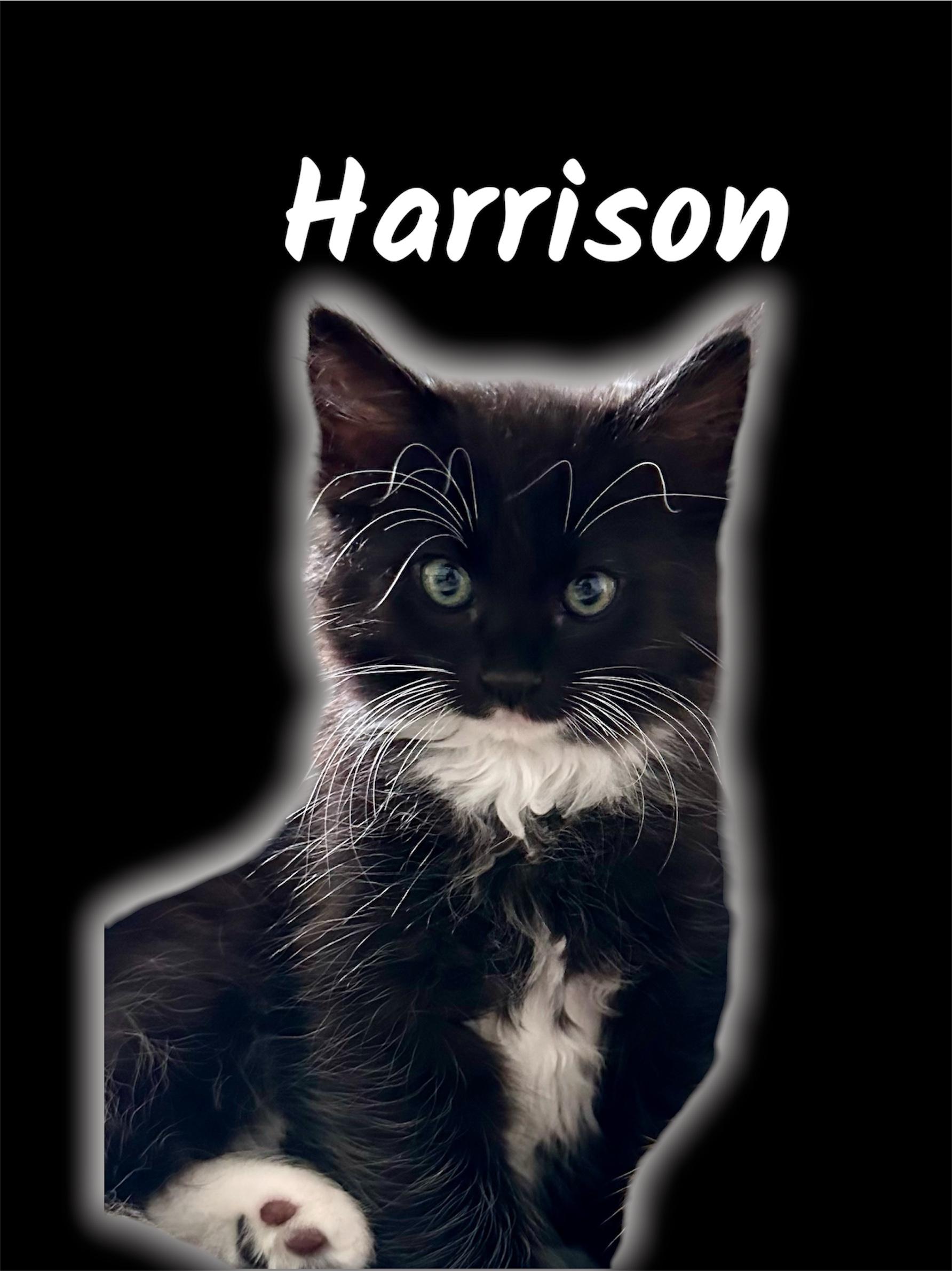 Enlarge Harrison, a ADOPTABLE Domestic Medium Hair in Auburn, CA image 1/1