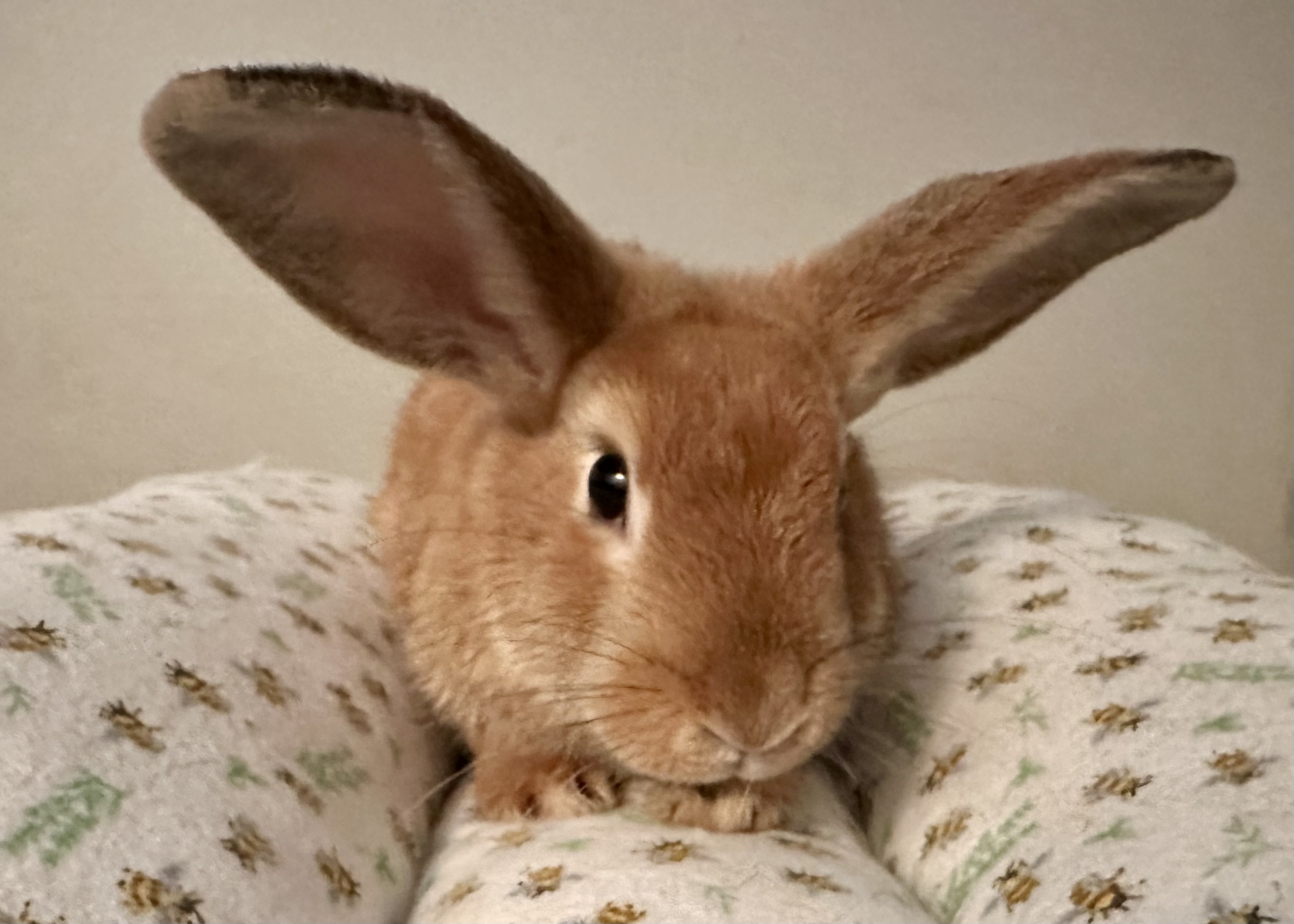 Captain Cute (C.C.)
