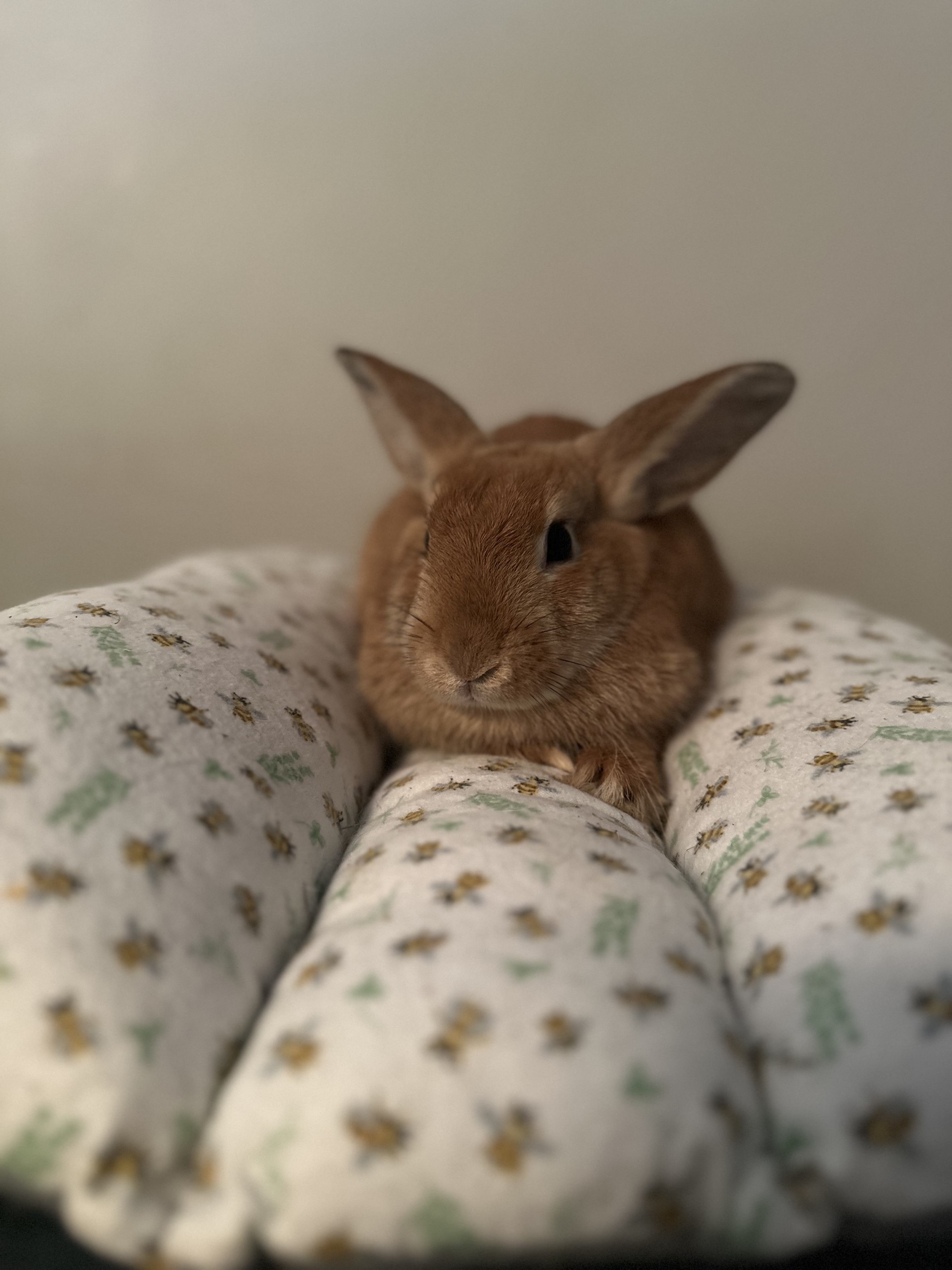 Captain Cute (C.C.)