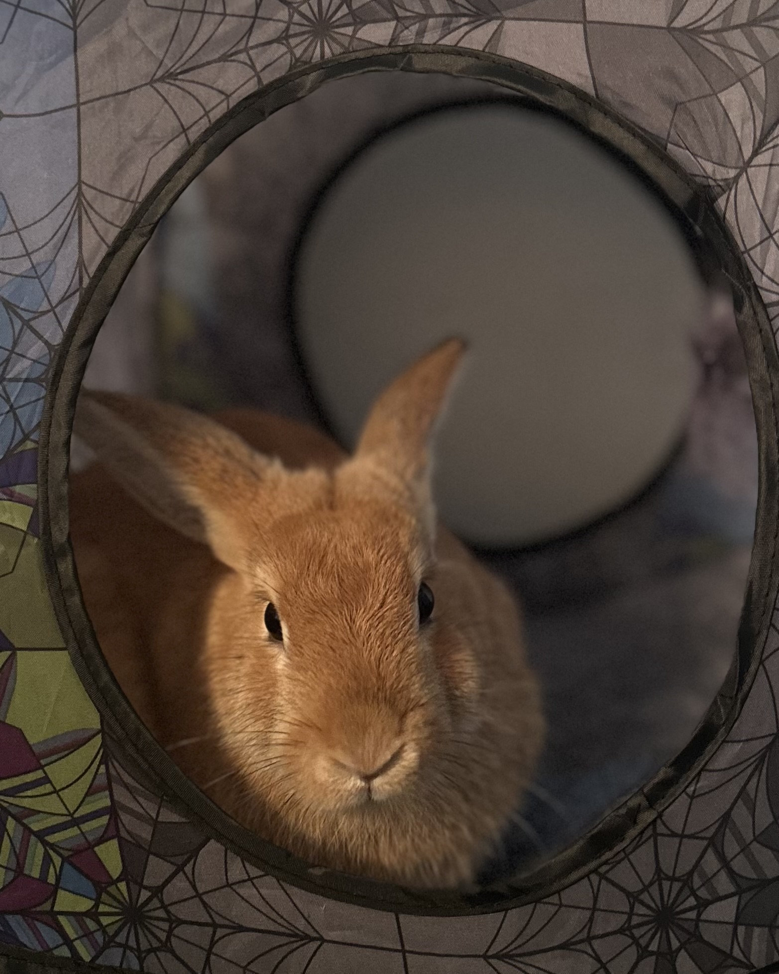 Captain Cute (C.C.)