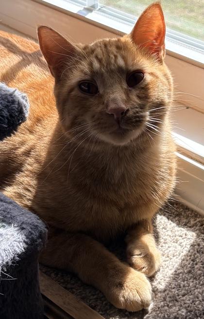 George, Adoptable, Adult Male Domestic Short Hair & Domestic Short Hair.
