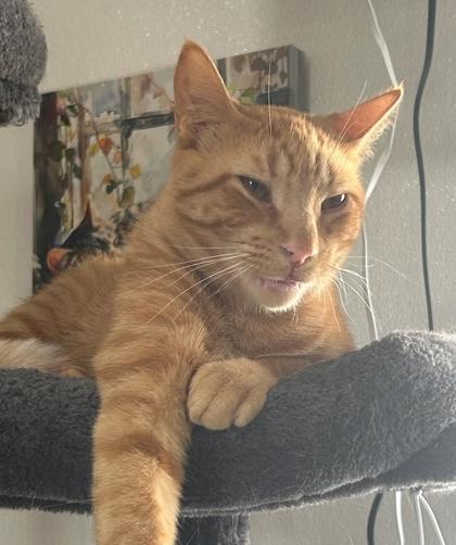 Enlarge George, a Adoptable mixed breed in Cecil, WI image 2/2
