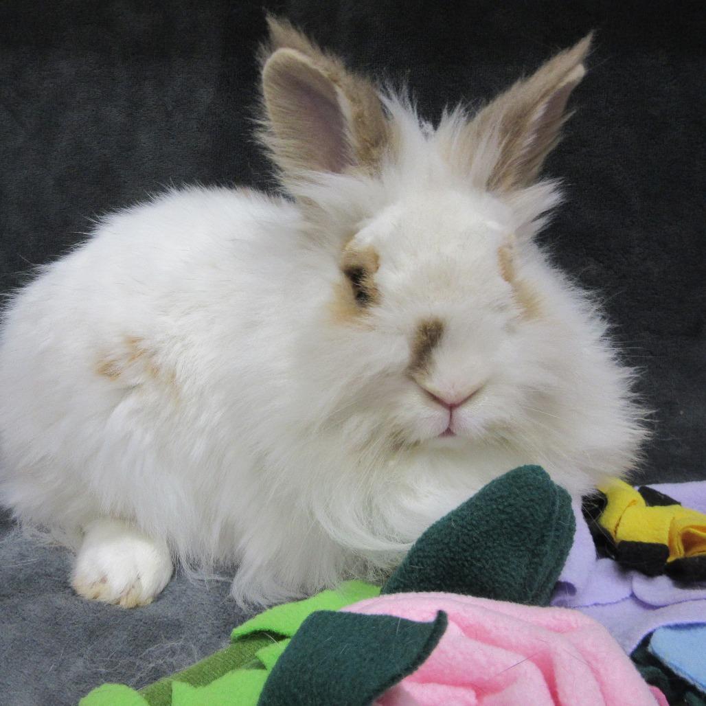 Gifty, Adoptable, Young Female Lionhead.