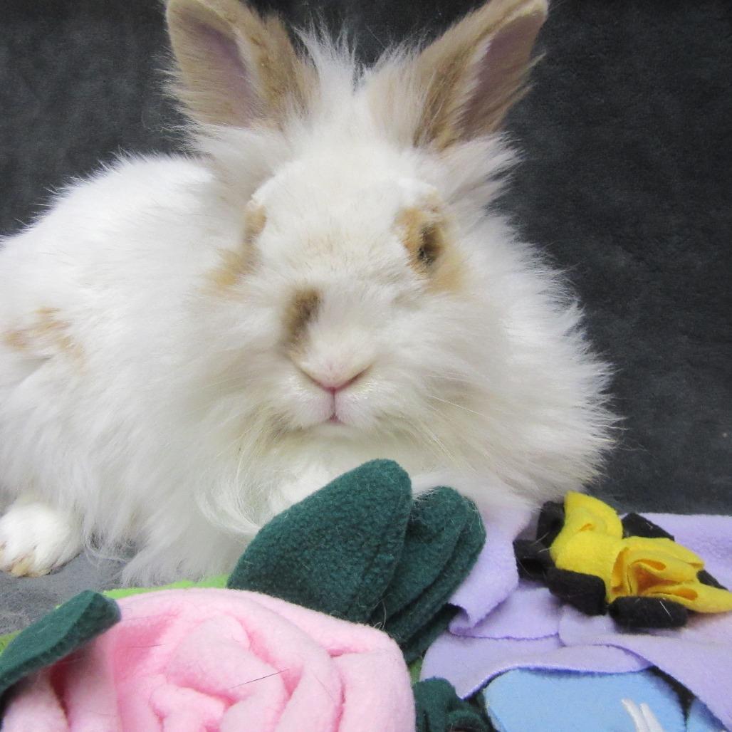 Gifty, a Adoptable Lionhead in Newport, PA image 2/2
