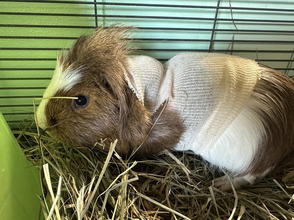 Hondo, Adoptable, Adult Male Guinea Pig.