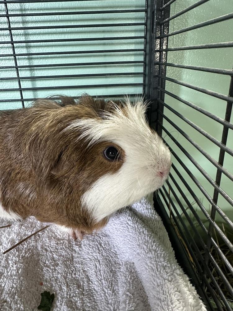 Enlarge Hondo, a Adoptable Guinea Pig in Germantown, OH image 2/3