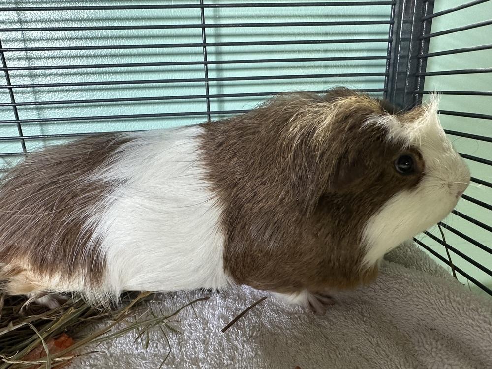 Enlarge Hondo, a Adoptable Guinea Pig in Germantown, OH image 3/3