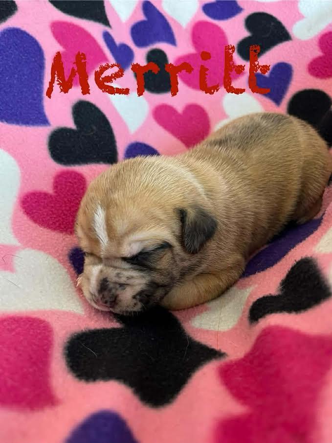 Merritt, a Adoptable mixed breed in Archbold , OH image 1/2