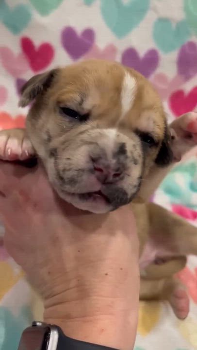 Enlarge Merritt, a Adoptable mixed breed in Archbold , OH video 2/2