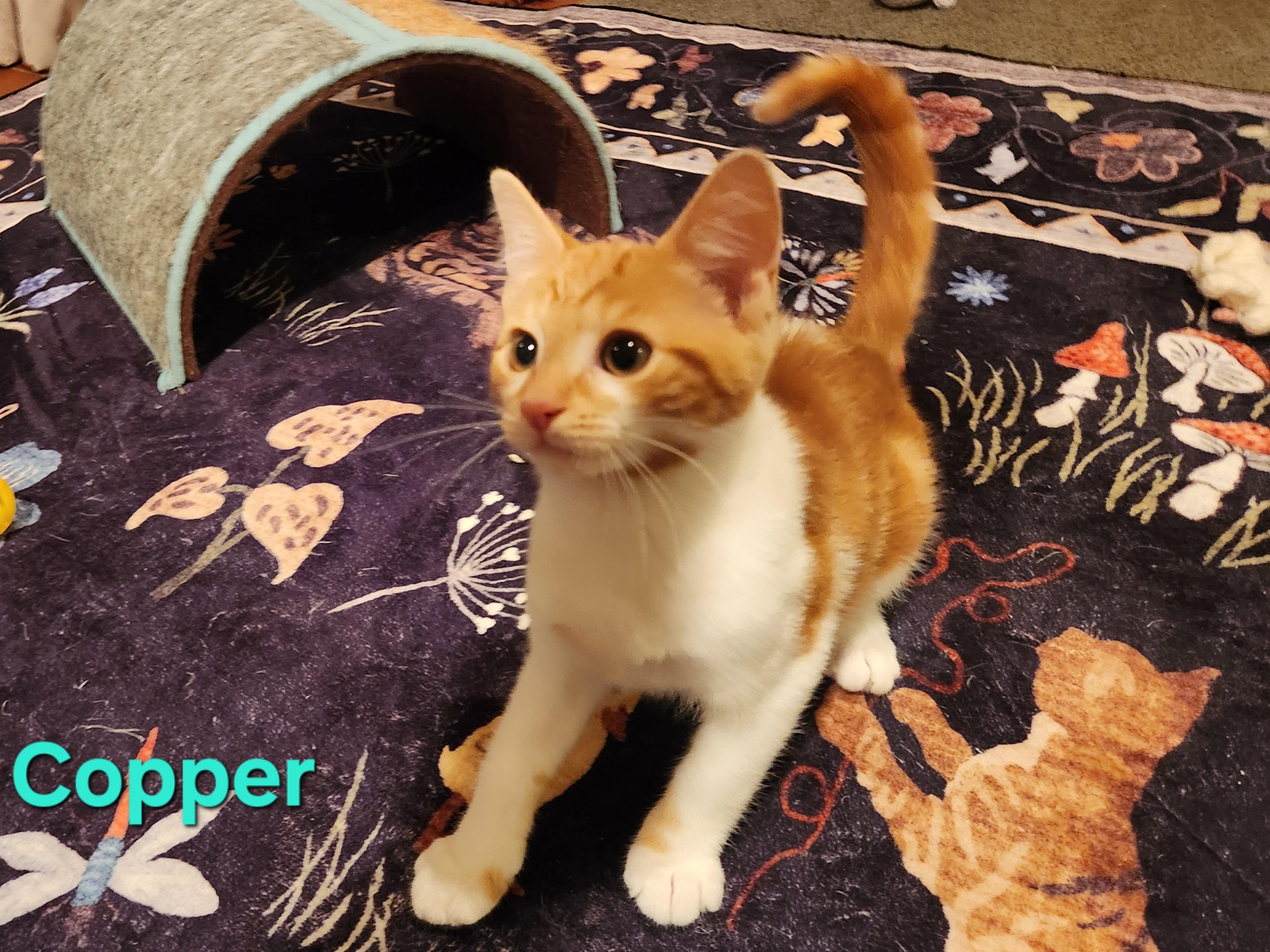 Enlarge Copper, a Adopted Domestic Short Hair in Warminster, PA image 2/5