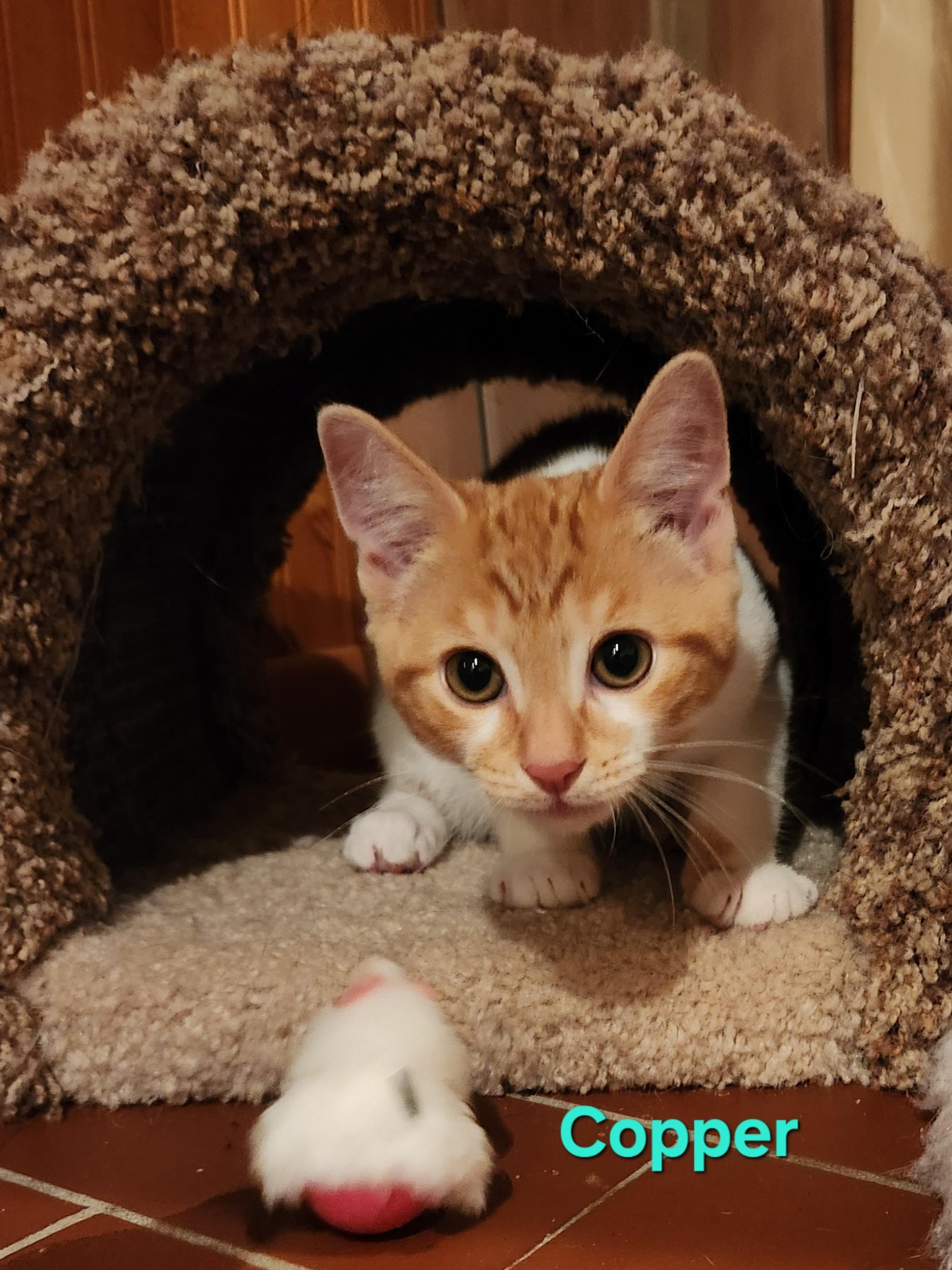 Enlarge Copper, a Adopted Domestic Short Hair in Warminster, PA image 3/5