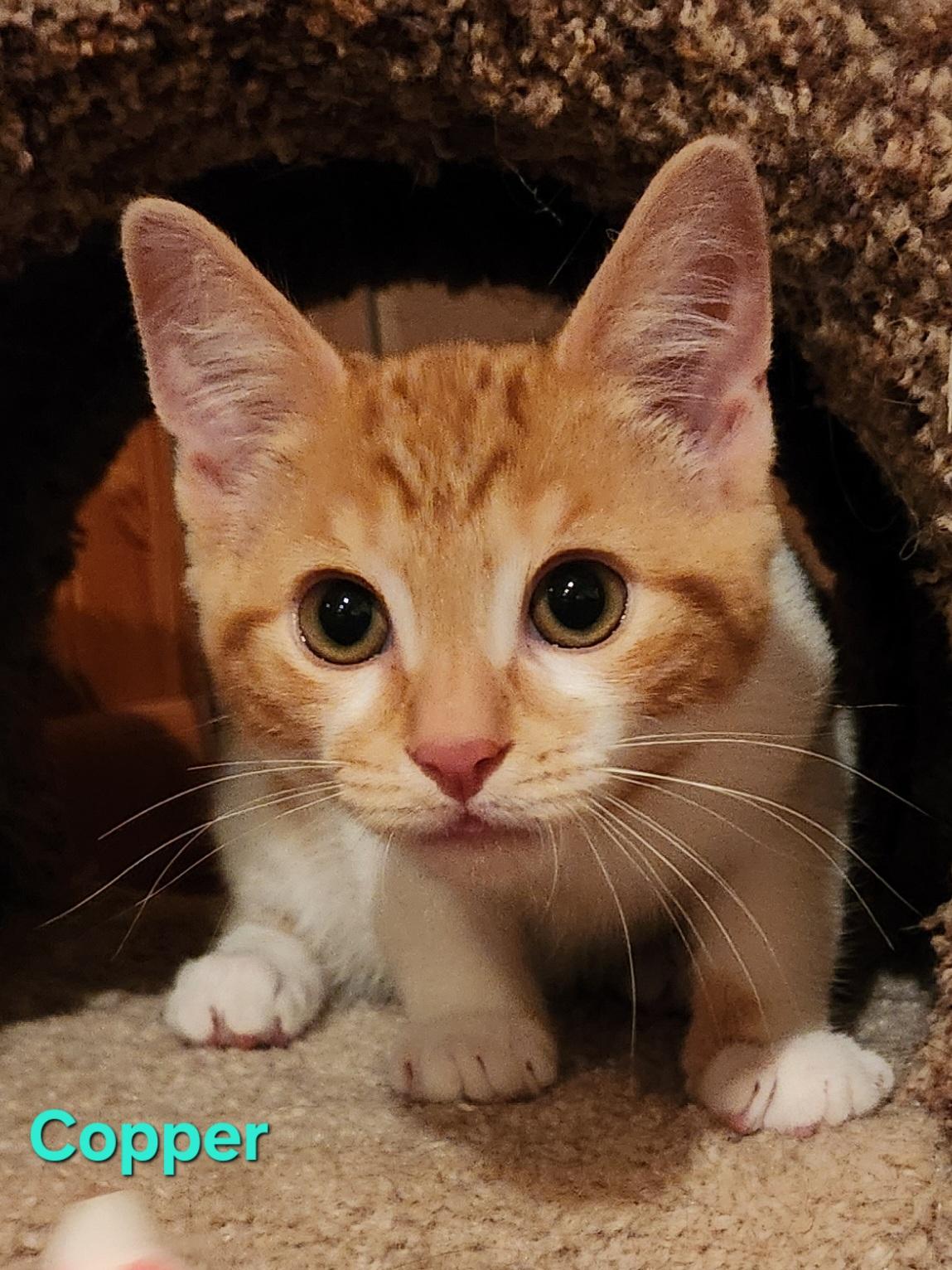 Enlarge Copper, a Adopted Domestic Short Hair in Warminster, PA image 4/5