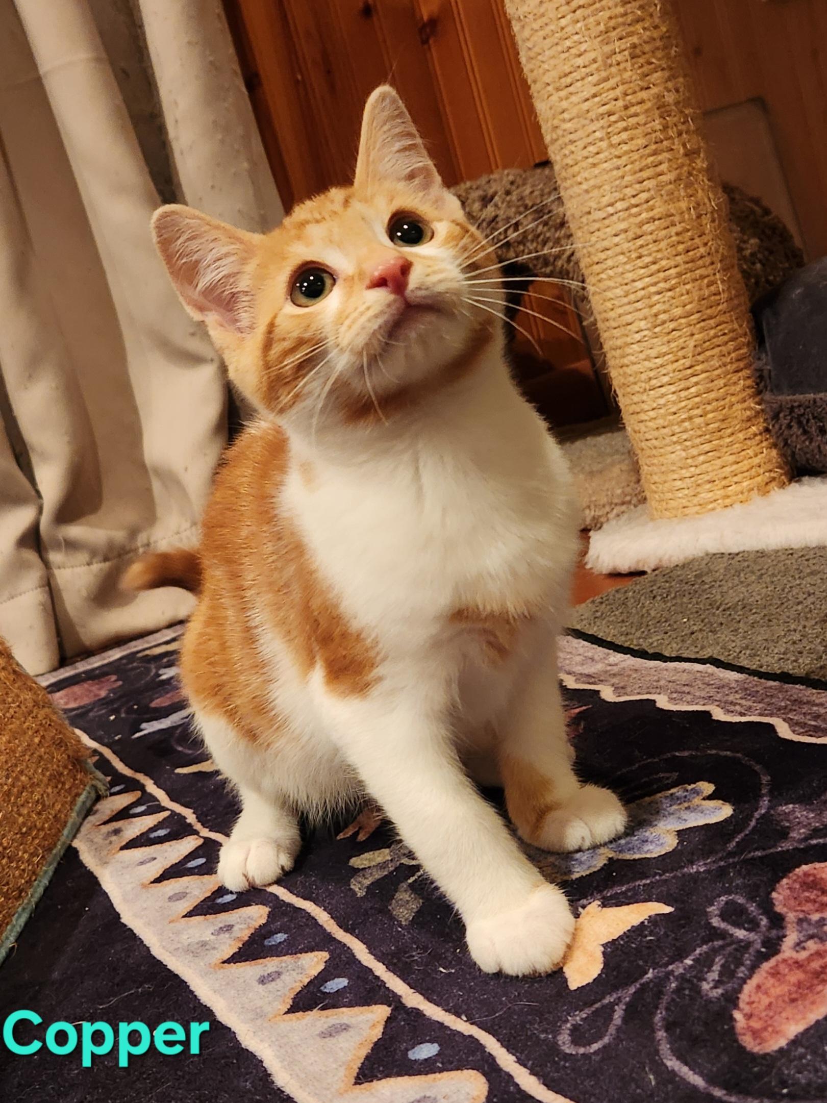 Enlarge Copper, a Adopted Domestic Short Hair in Warminster, PA image 1/5