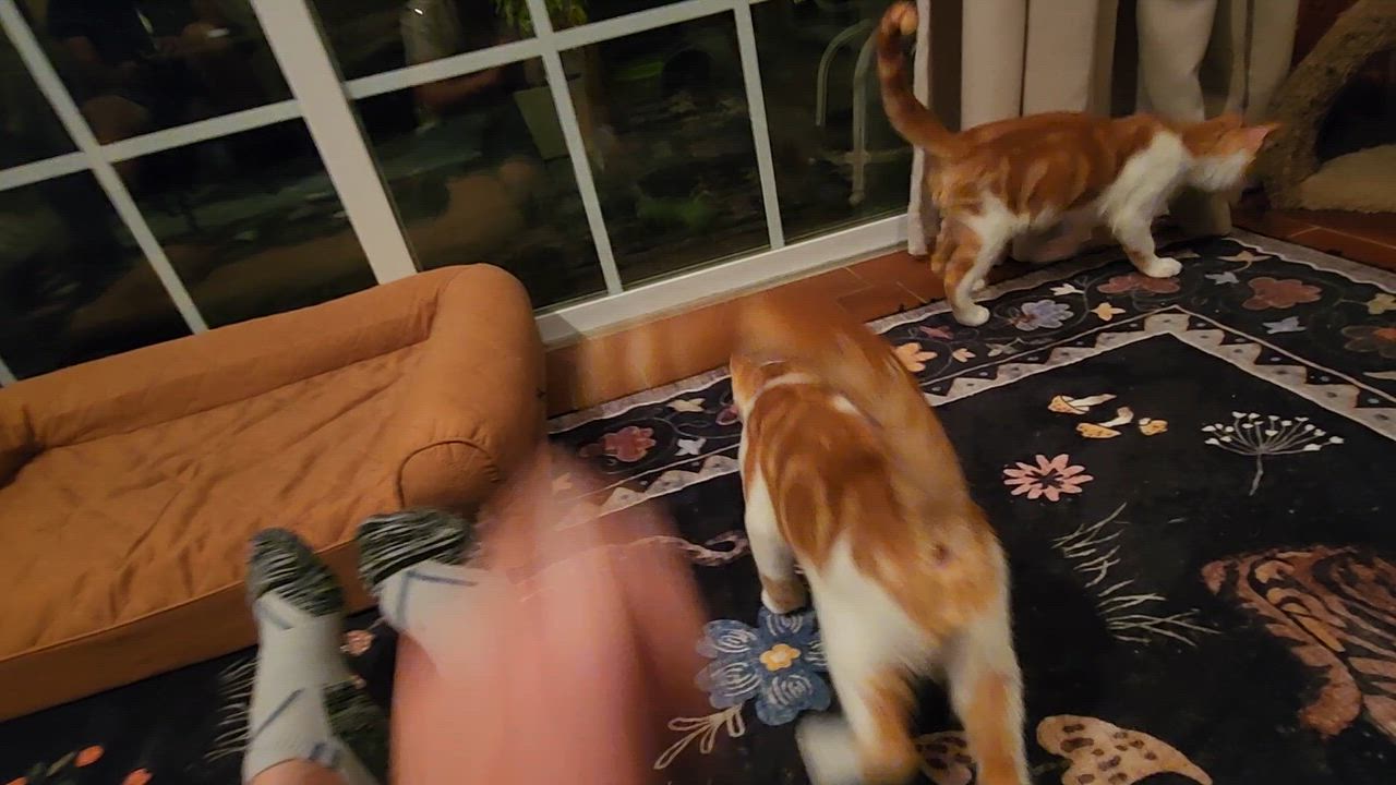 Enlarge Copper, a Adopted Domestic Short Hair in Warminster, PA video 5/5