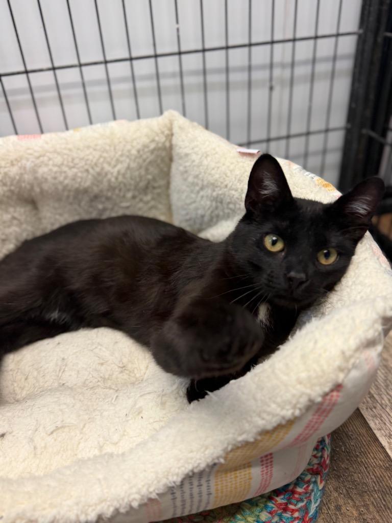 Enlarge GUNNER, a Adoptable mixed breed in Algona, IA image 1/2