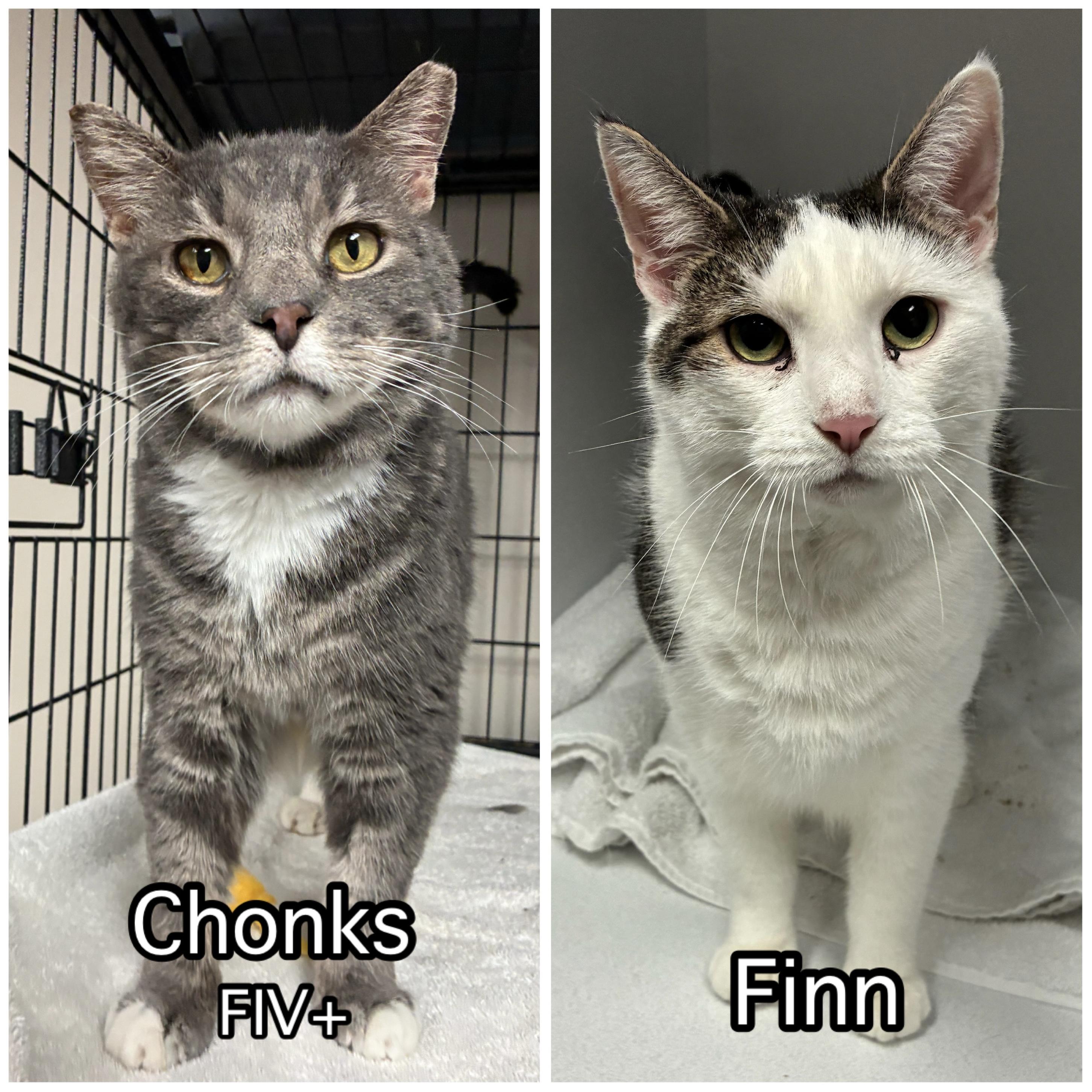 Enlarge Chonks (FIV) & Finn, a ADOPTABLE Domestic Short Hair in Breinigsville, PA image 1/1