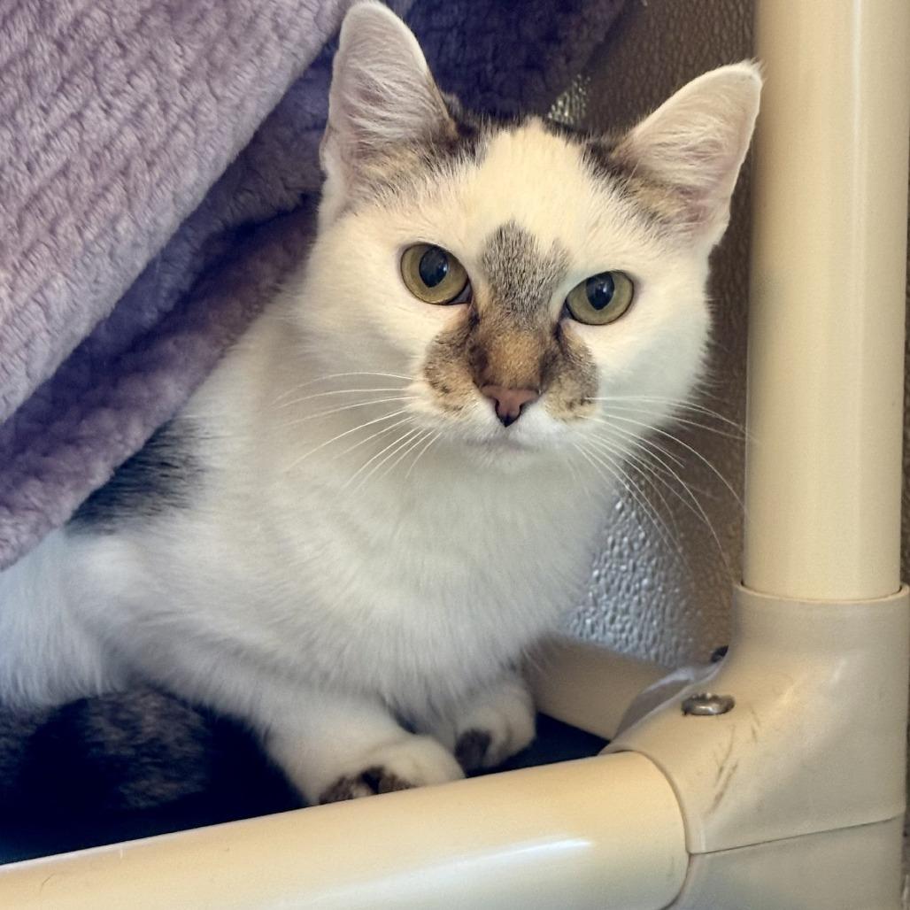 Cinna, Adoptable, Senior Female Domestic Short Hair.