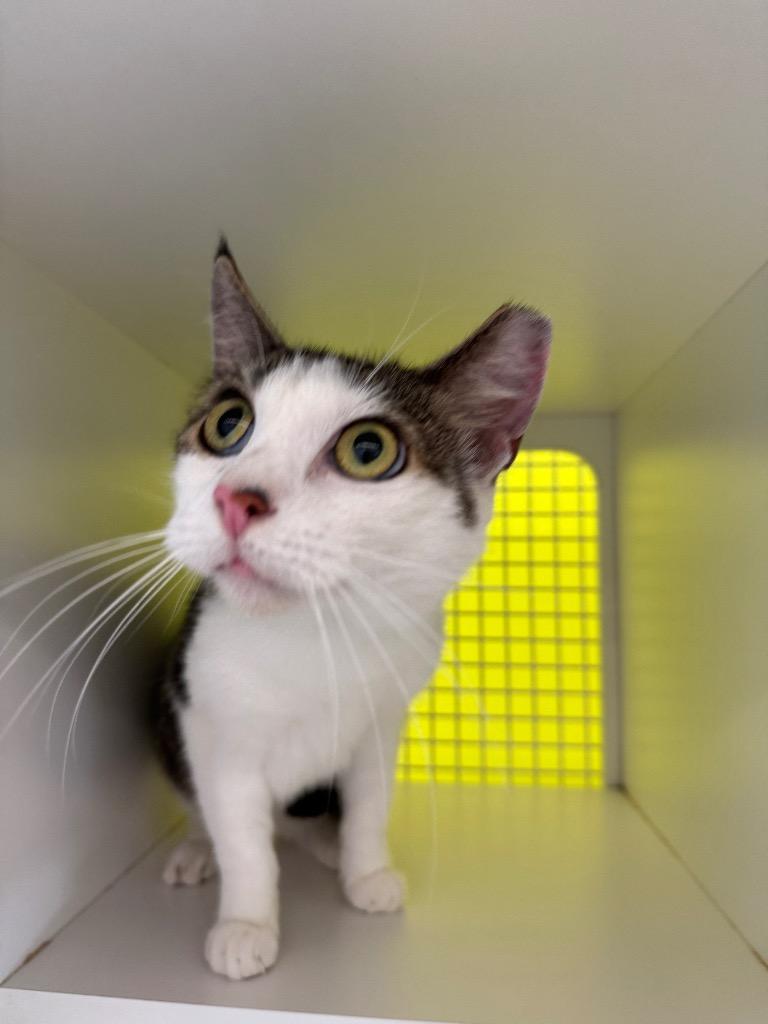 Wendell, Adoptable, Adult Male Domestic Short Hair.