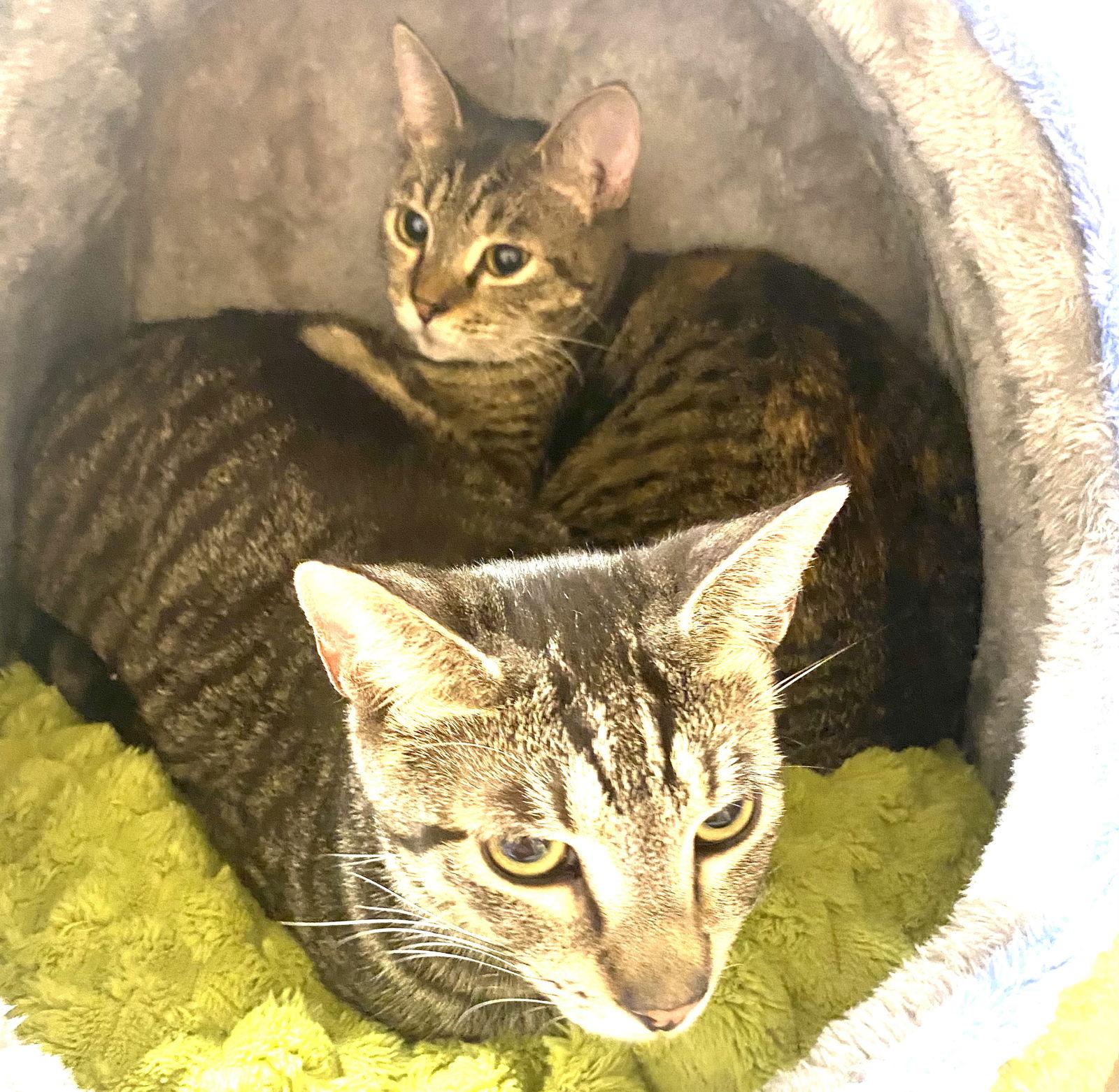 Enlarge Trouble and Sugar Ray, a Adoptable Tabby in Fort Myers, FL image 1/2