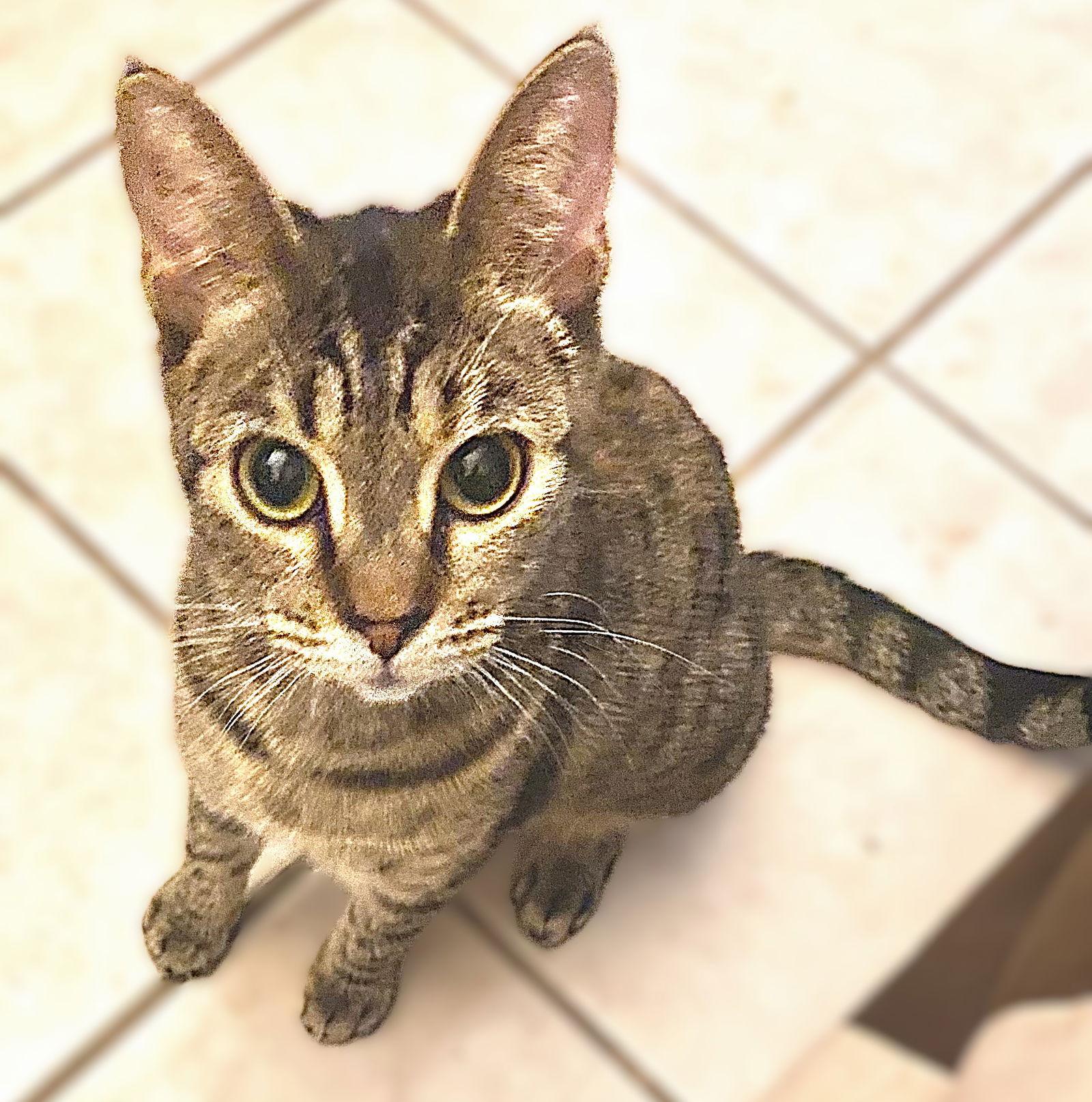 Enlarge Trouble and Sugar Ray, a Adoptable Tabby in Fort Myers, FL image 2/2