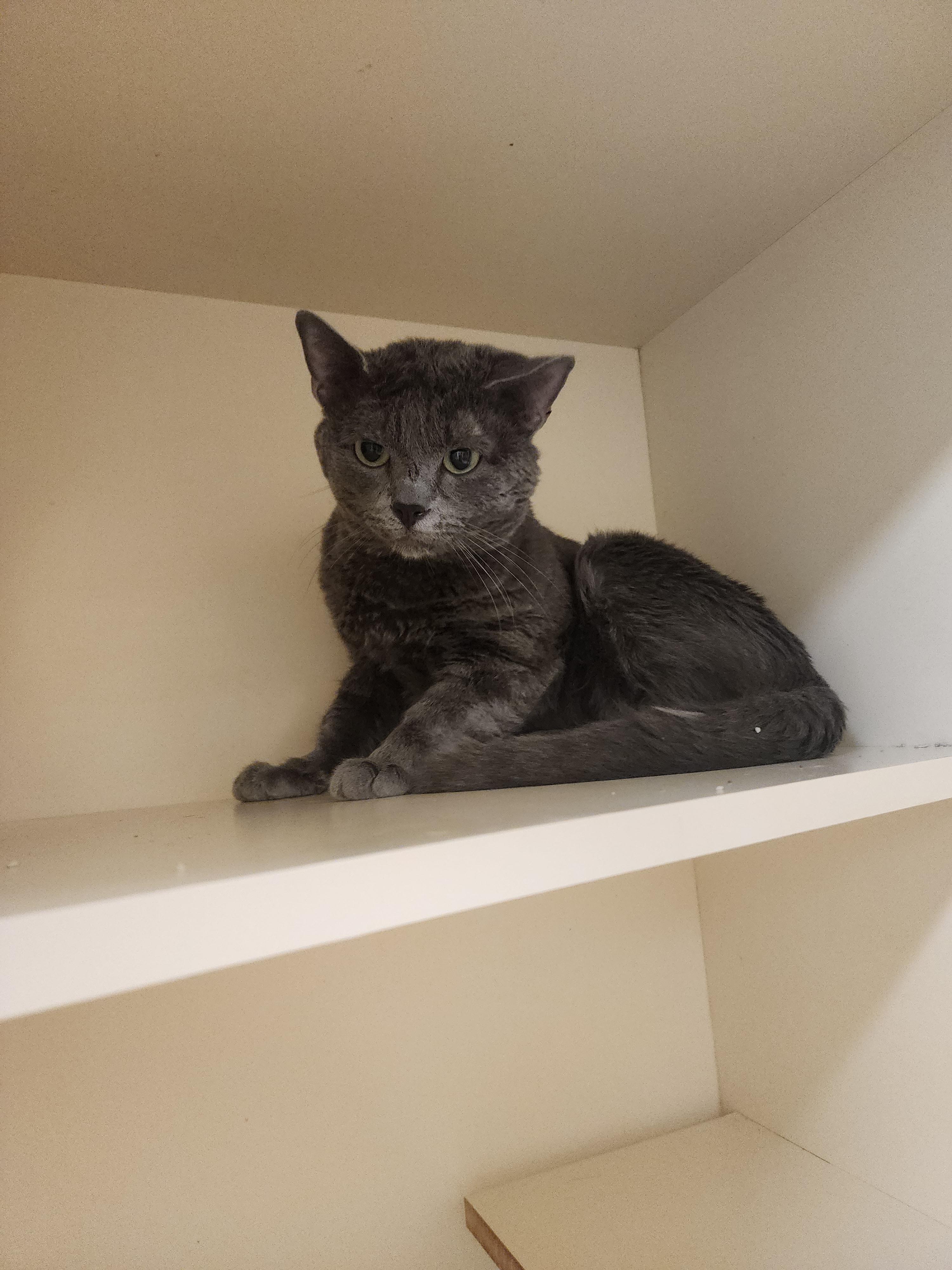 Enlarge 26-24, a ADOPTABLE Domestic Short Hair in Ridgecrest, CA image 1/1