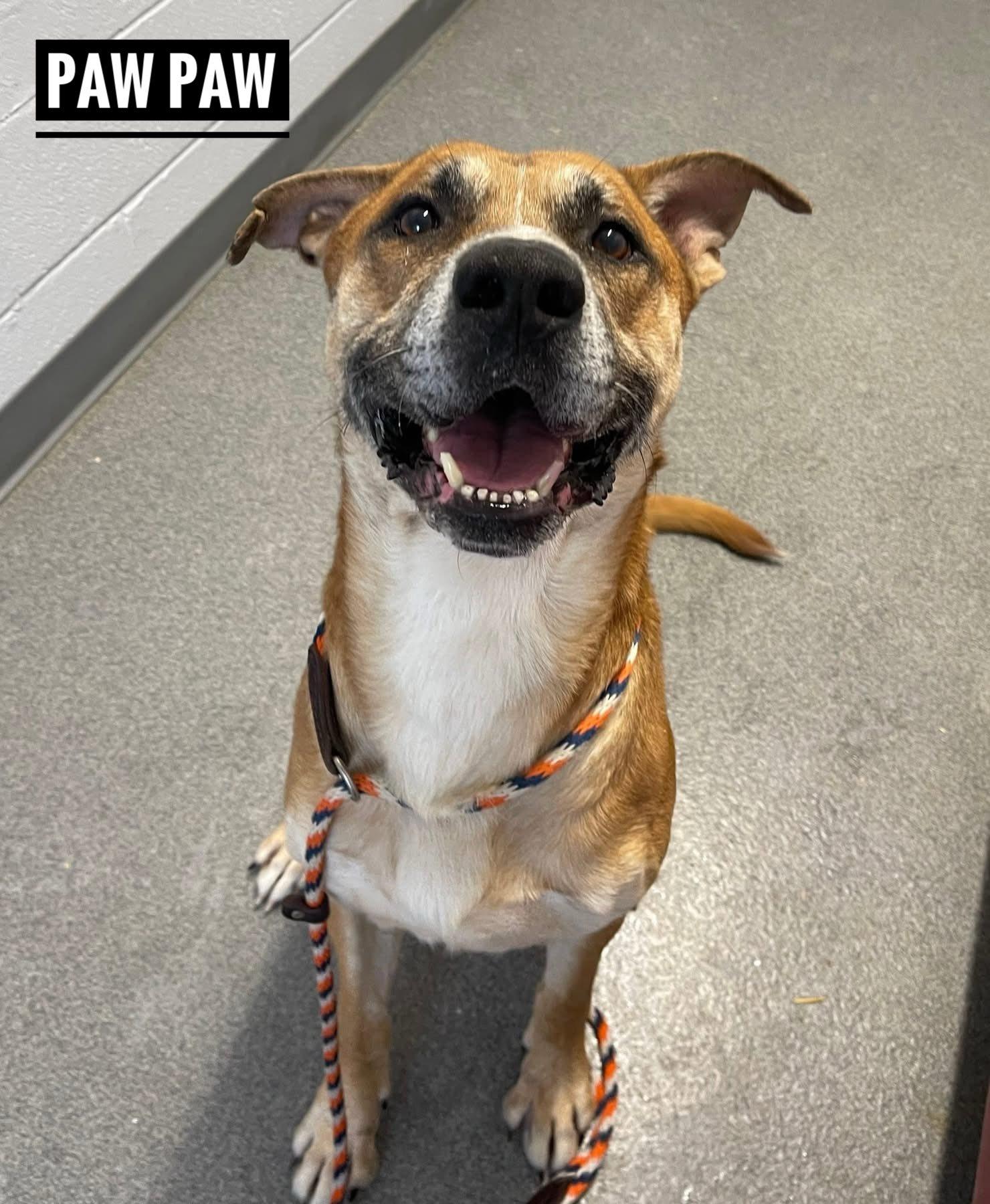 Enlarge Paw Paw, a ADOPTABLE Mixed Breed in Flint, MI image 2/2