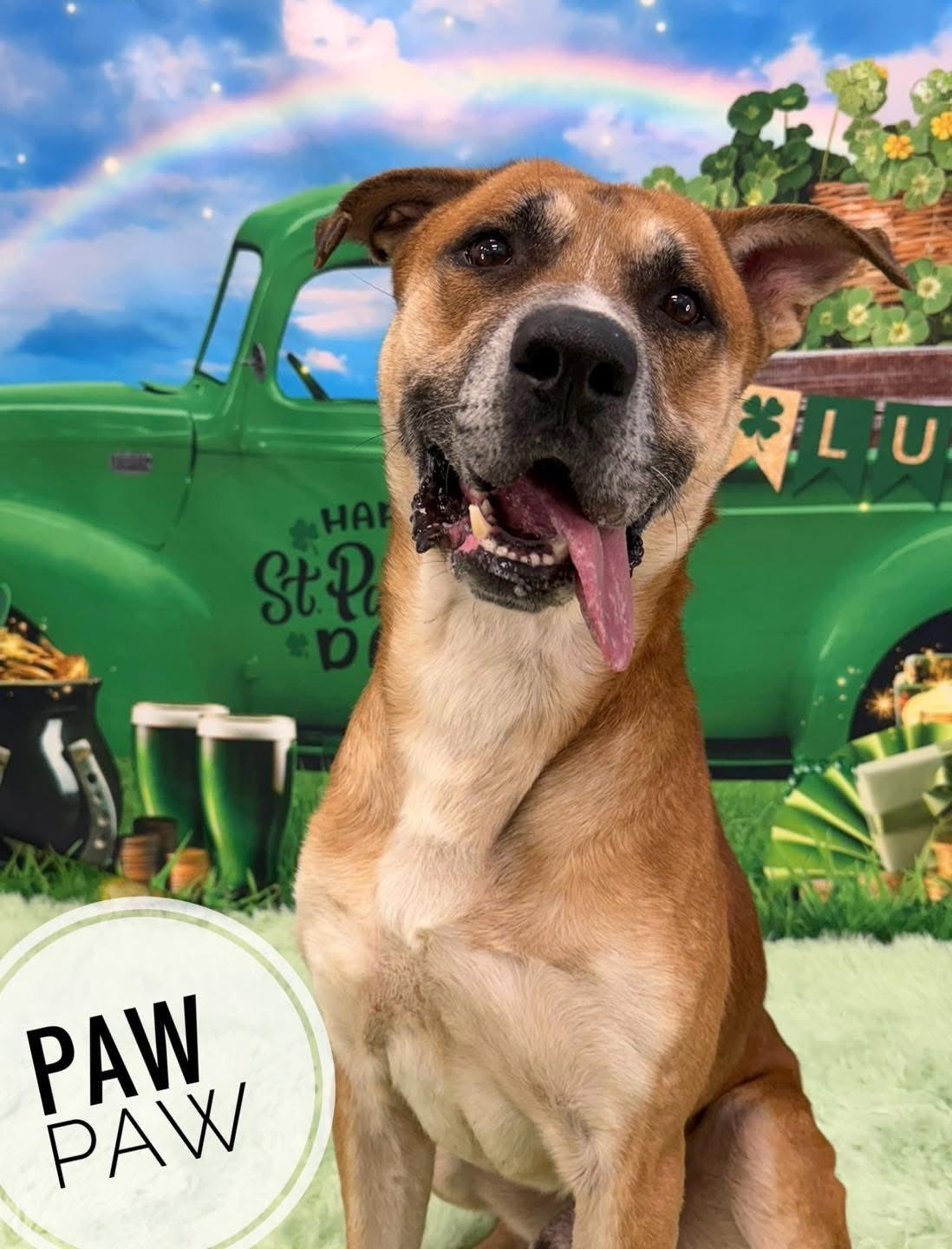 Enlarge Paw Paw, a ADOPTABLE Mixed Breed in Flint, MI image 1/2